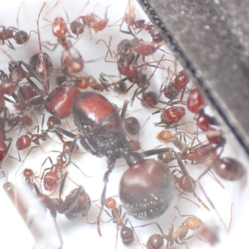 セファロタスクロナガアリ｜女王｜コロニー｜Messor cephalotes | あり