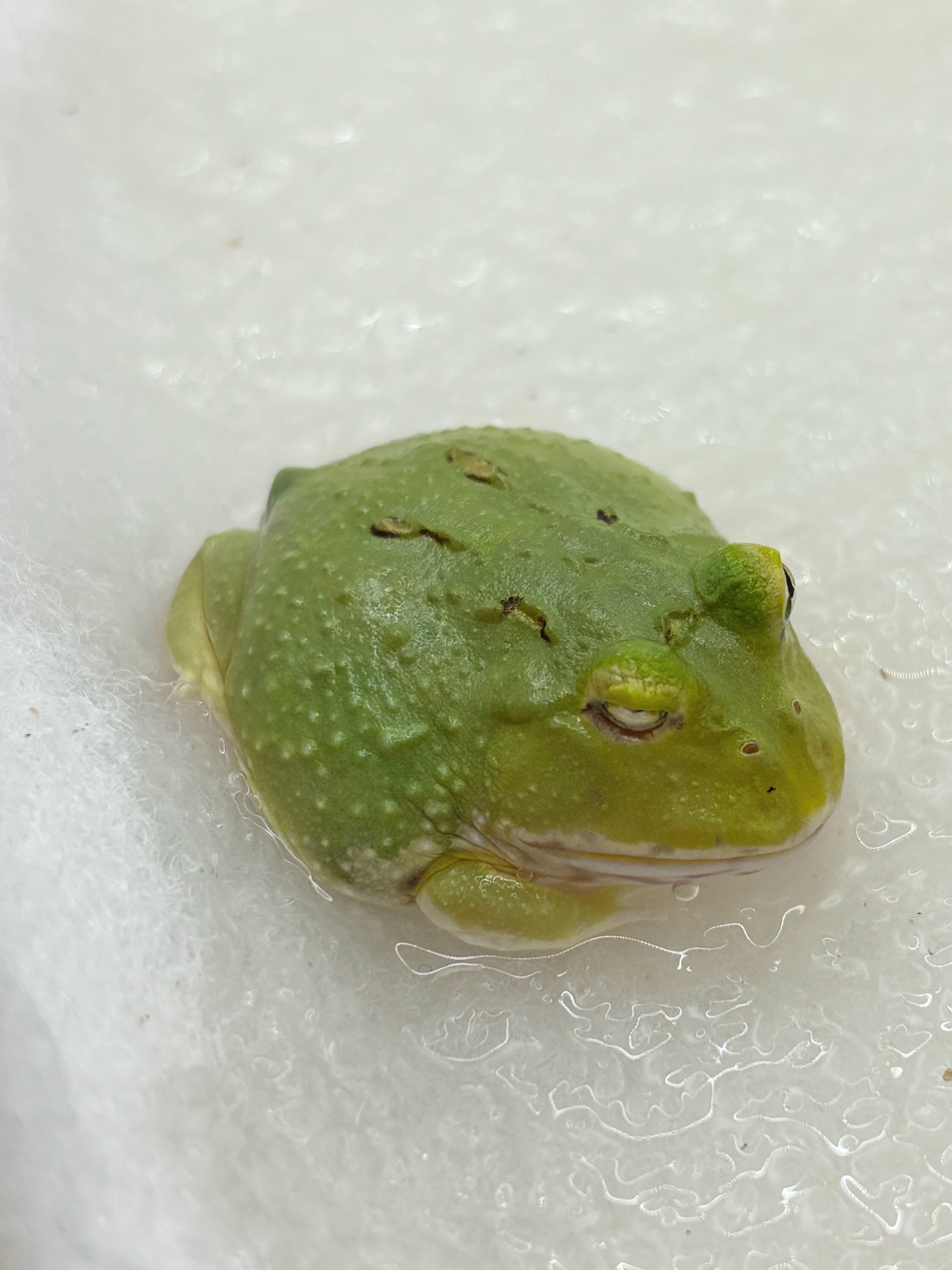 クランウェルツノガエル マスカット 片目ケガあり 1匹 | まるころ商店