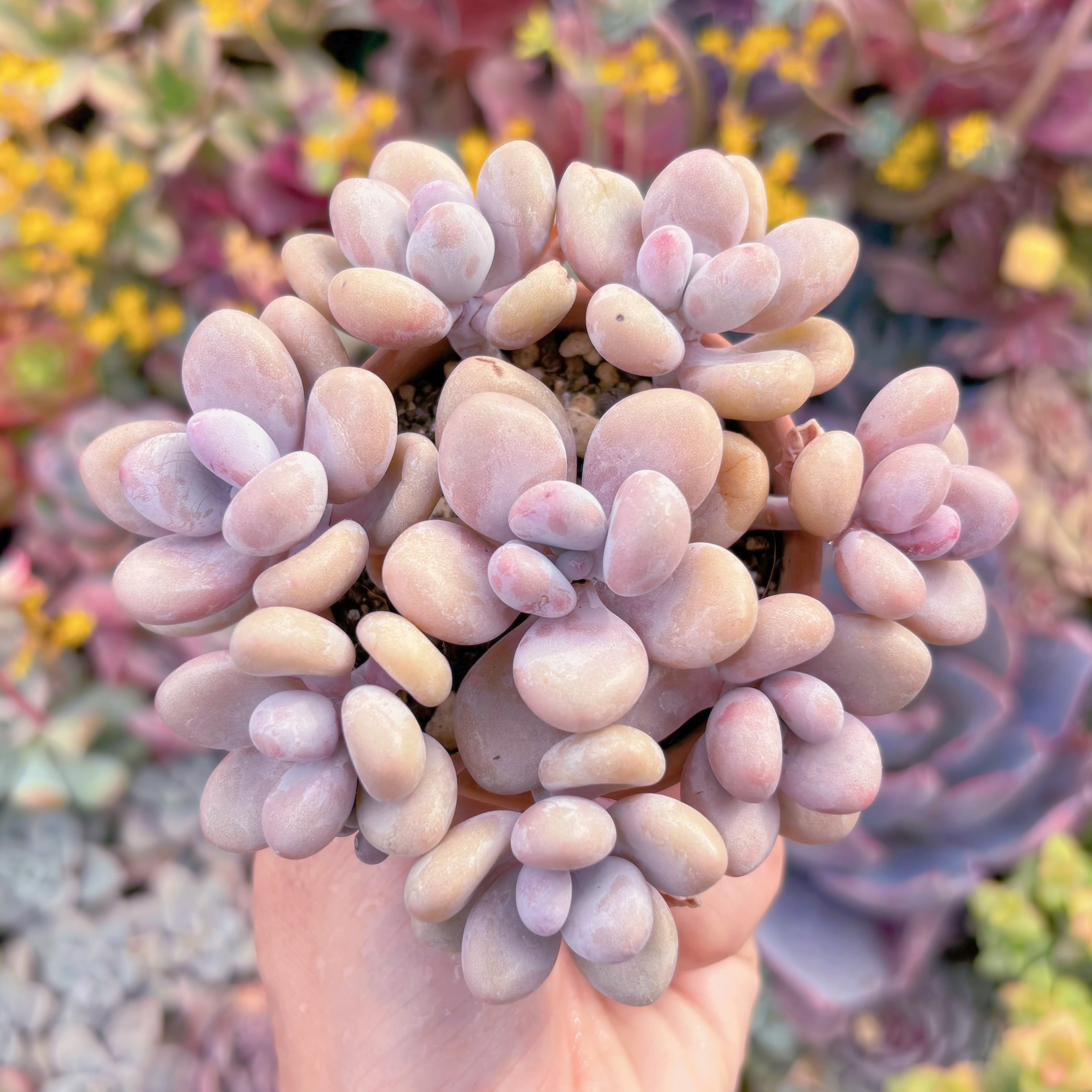 現品　膵臓のたまご#M125　るる農園