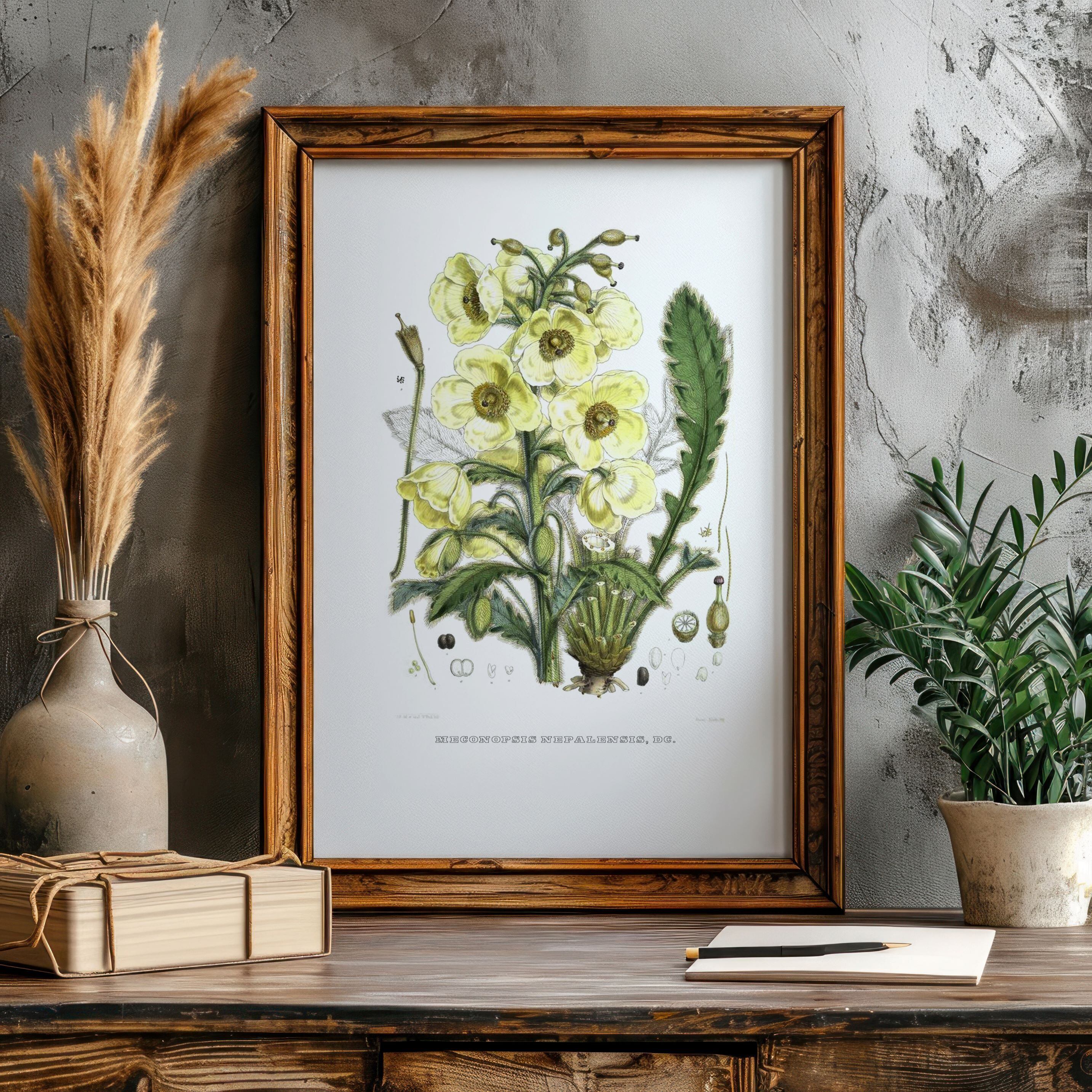 最も美しい花々 ルドゥーテ 植物画 ボタニカルアート 美術書 画集 希少 最も美しい花々 ルドゥーテ 植物画 ボタニカルアート 美術書 画集 希少