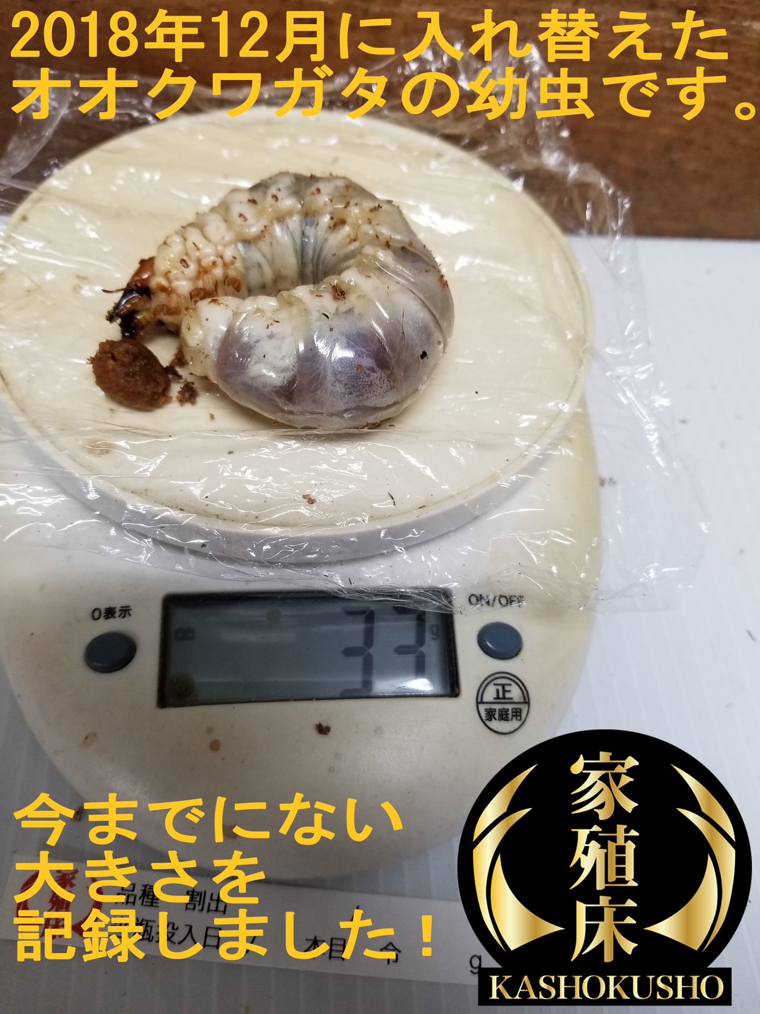 最高級菌糸瓶 800㏄ 18本セット 家殖床金(ゴールド) | 輝心堂 最 最高級菌糸瓶 800㏄ 18本セット 家殖床金(ゴールド) | 輝心堂 最