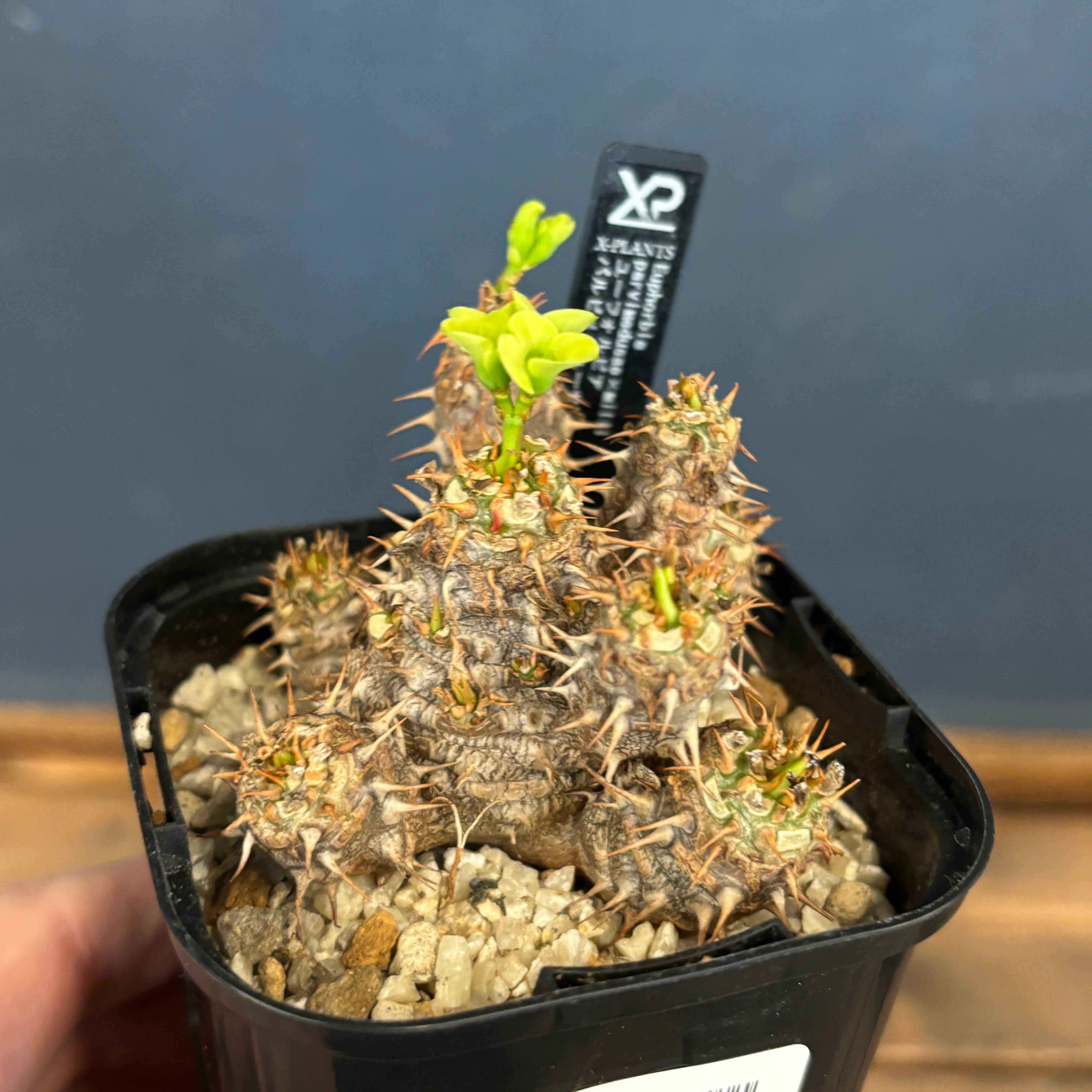 ユーフォルビア、その他多肉 | PROTOLEAF プロトリーフ