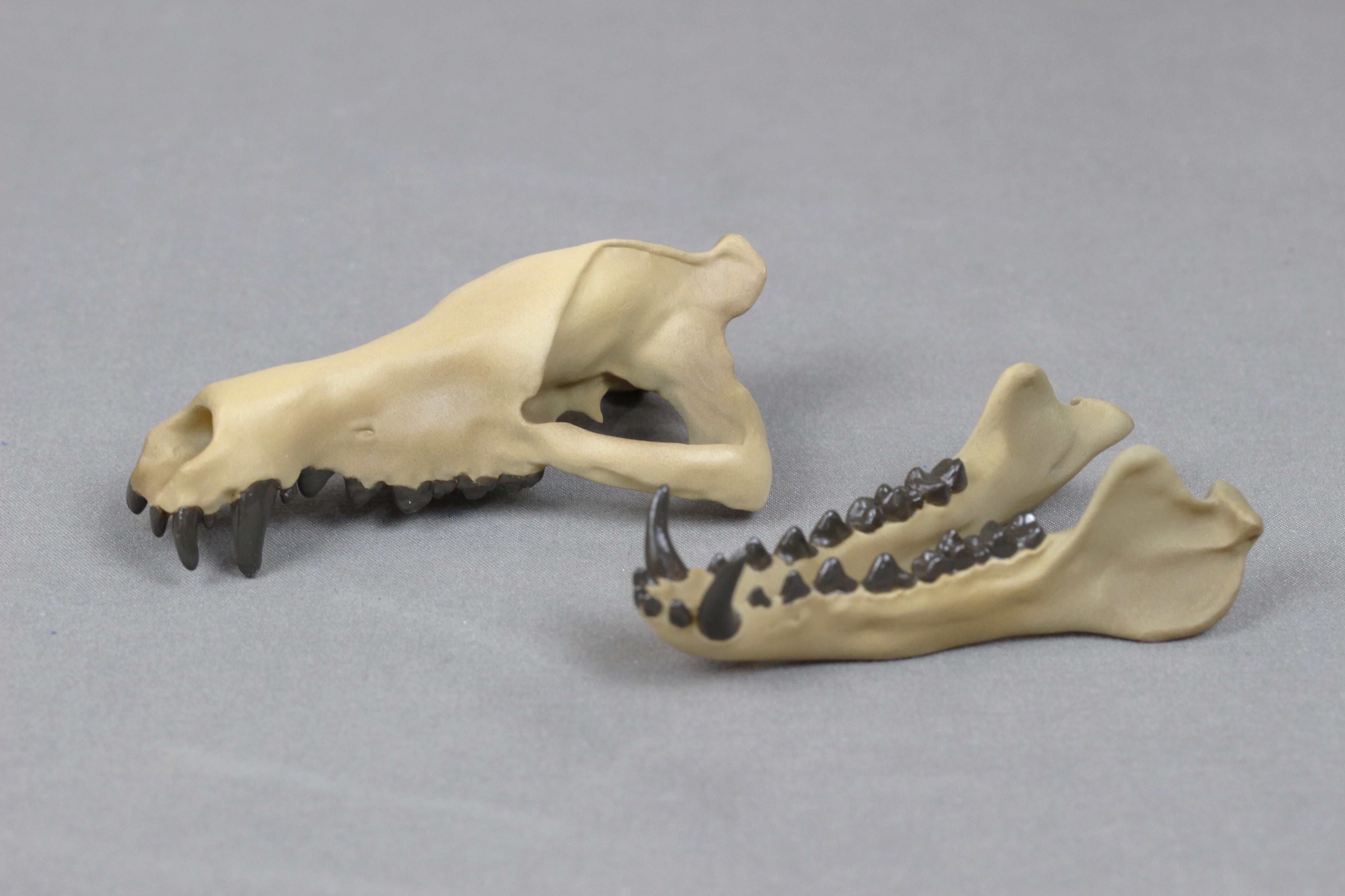 約8cm】 アンドリューサルクス 縮小頭骨模型 | アンフィ合同会社