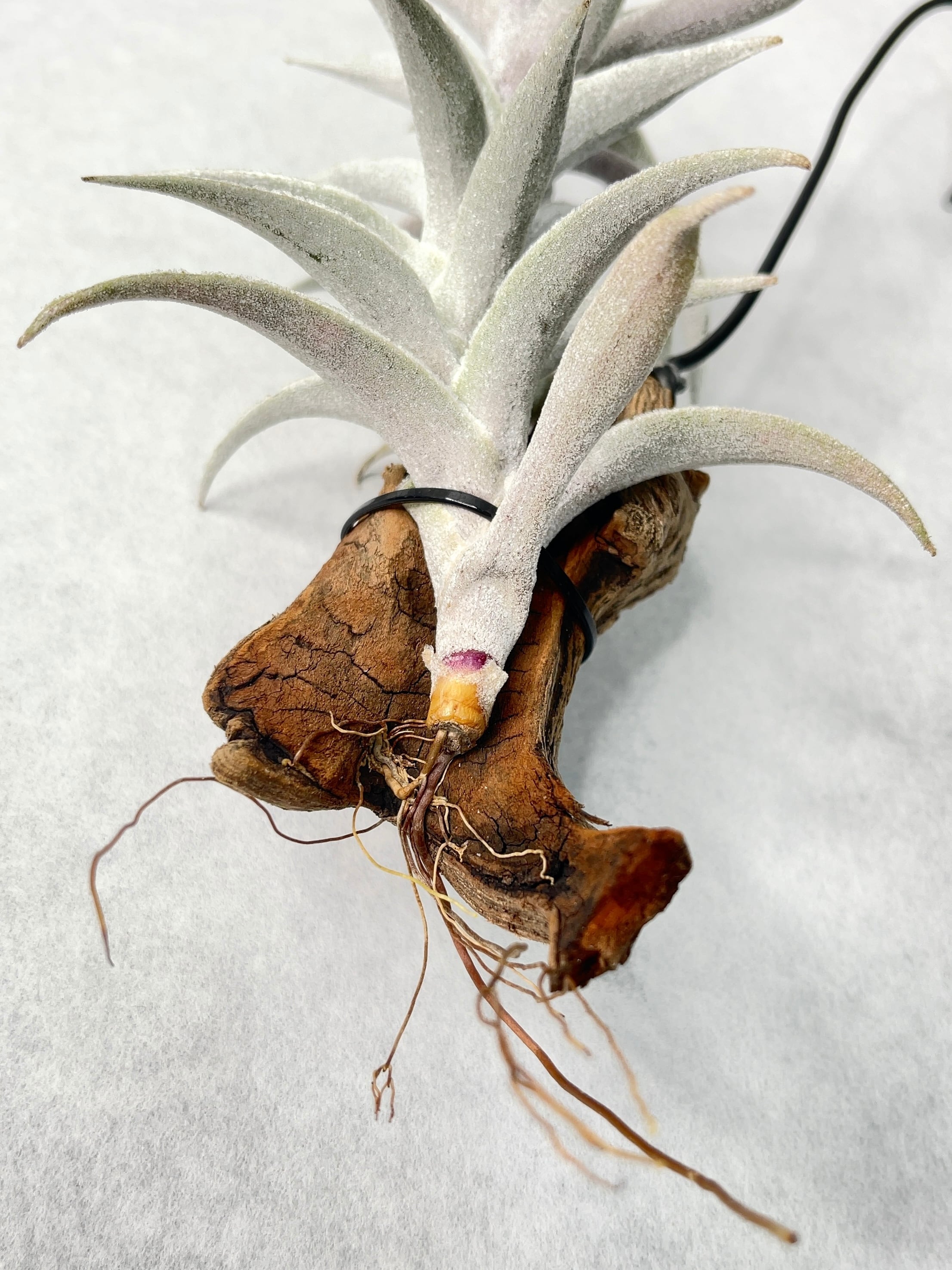 ティランジア・エディシアエ・シルバーフォーム | trigger