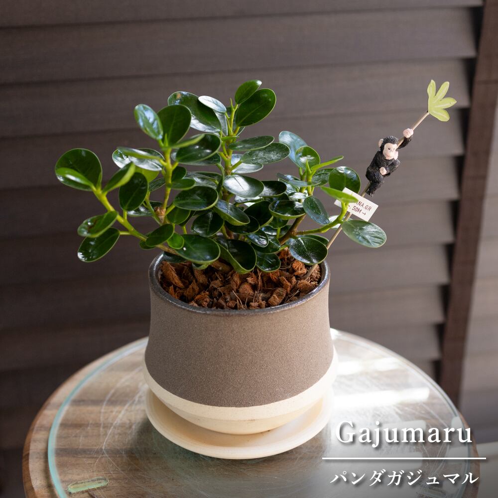パンダガジュマル 4号 信楽焼 陶器鉢 ピック付 観葉植物 ガジュマルの木 コパンダガジュマル 1019BRIV