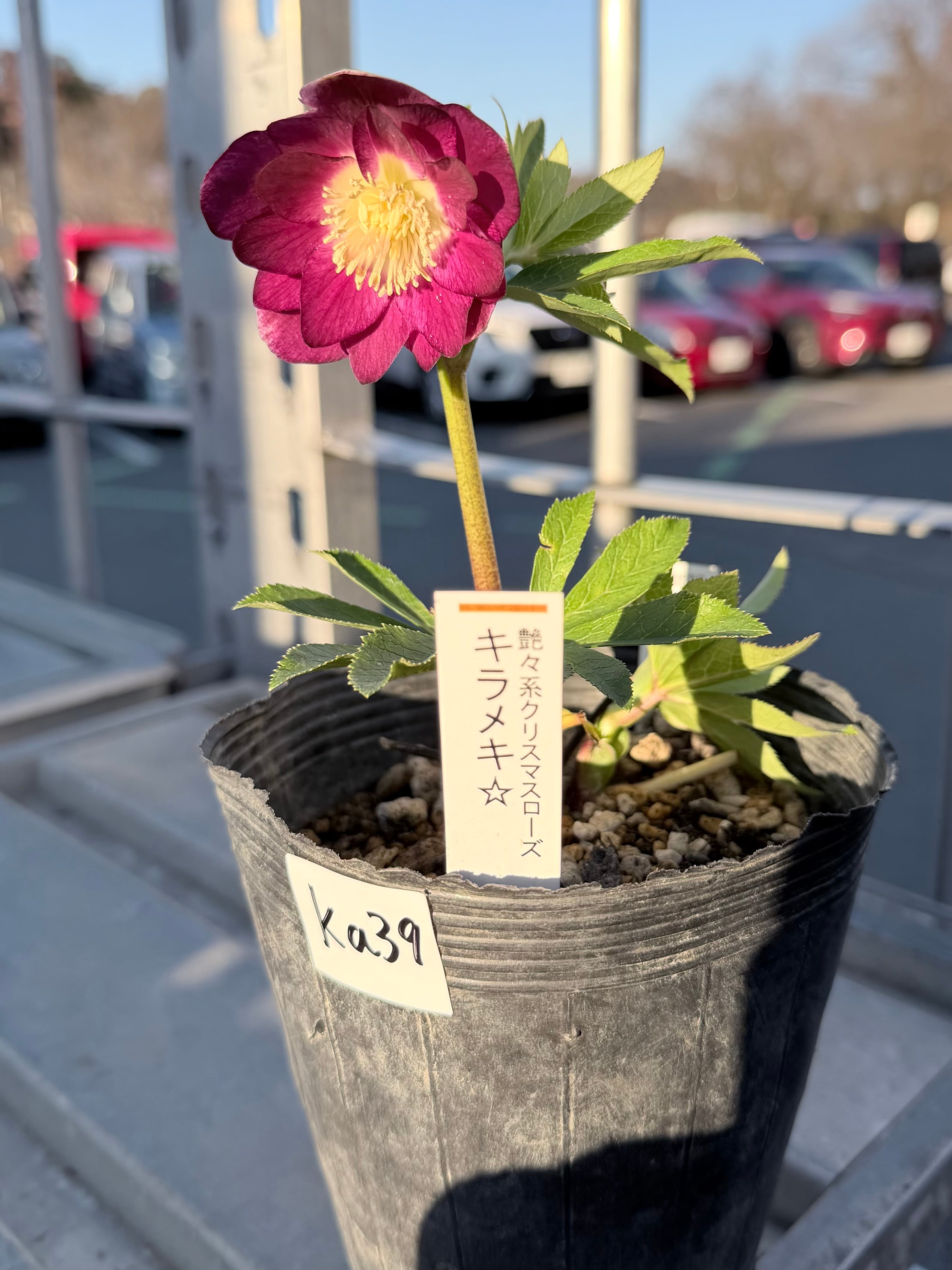 キラメキ☆ 紅白系リバーシブル 加藤農園 クリスマスローズ【ka39