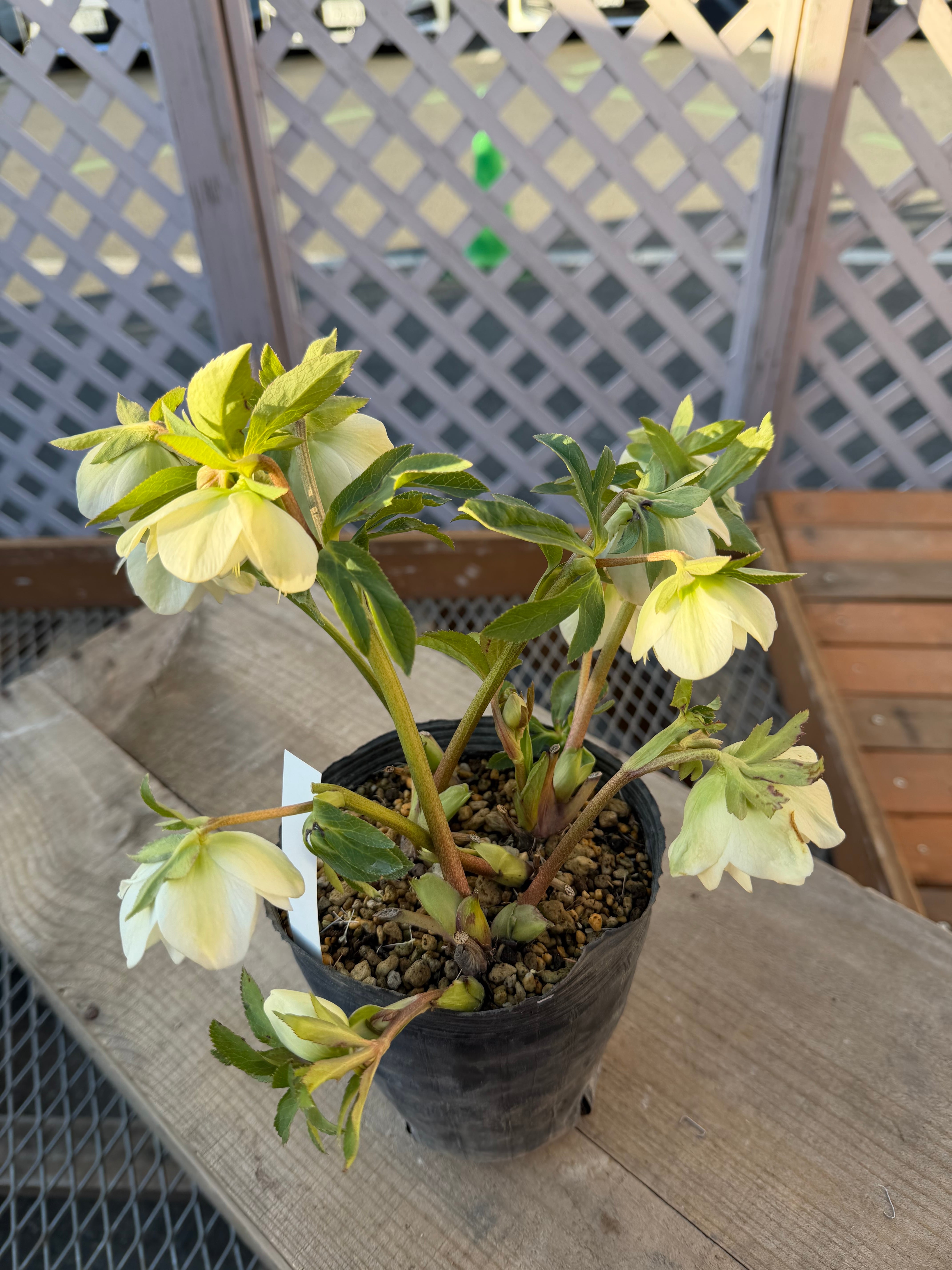 認定フレグランスホワイト 充実株 加藤農園 クリスマスローズ【Ka93