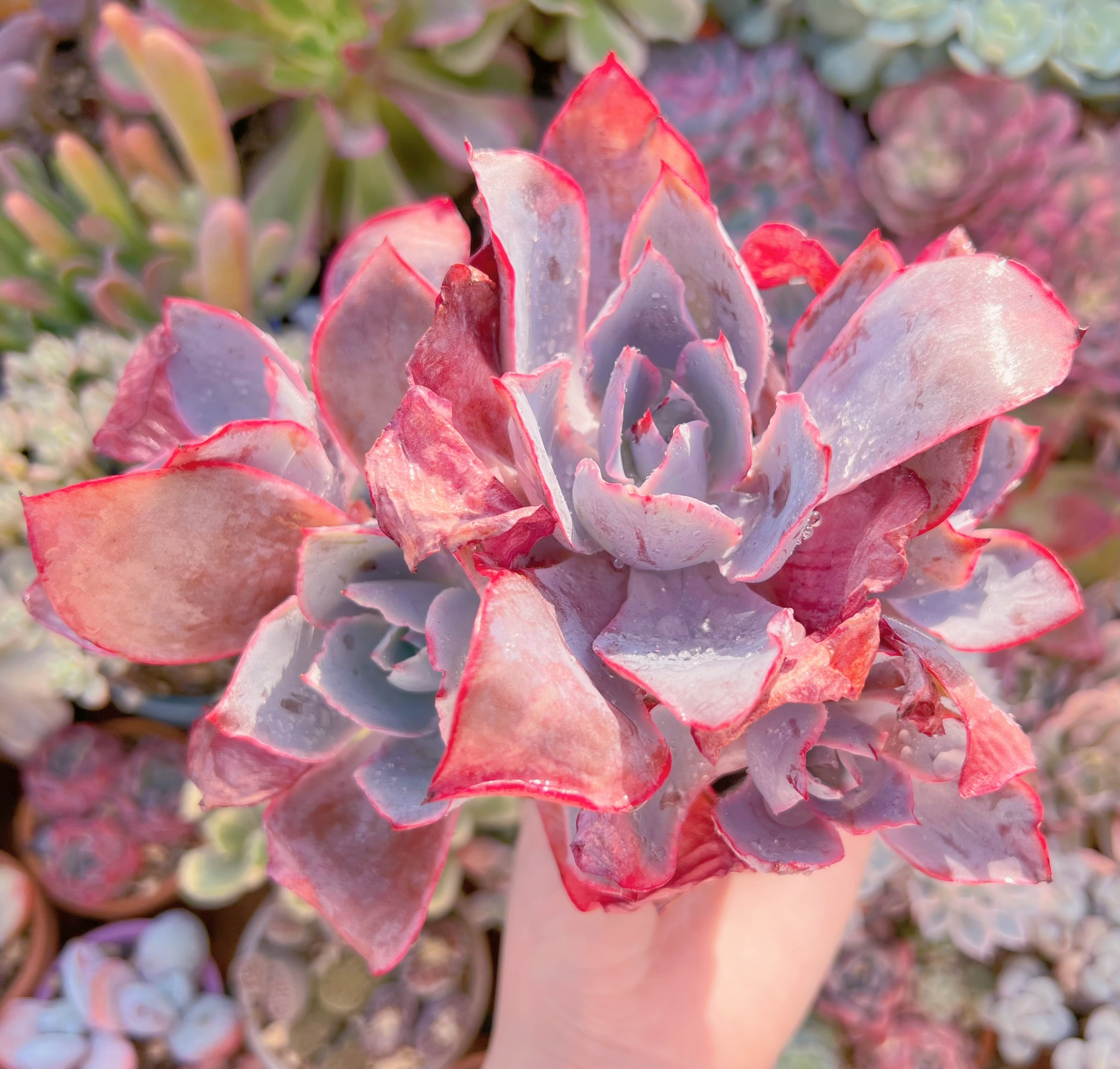 現品　アフターグロー#096    大群生　新入荷