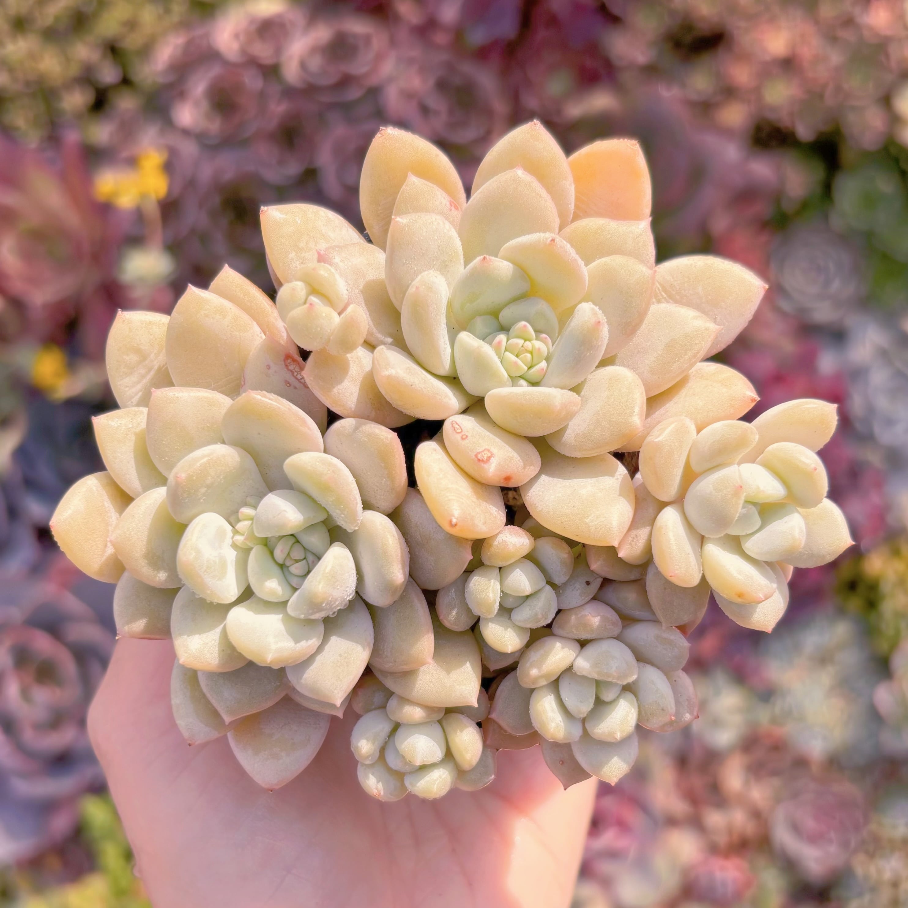 現品　バニラビーン#C53　群生　新入荷　るる農園