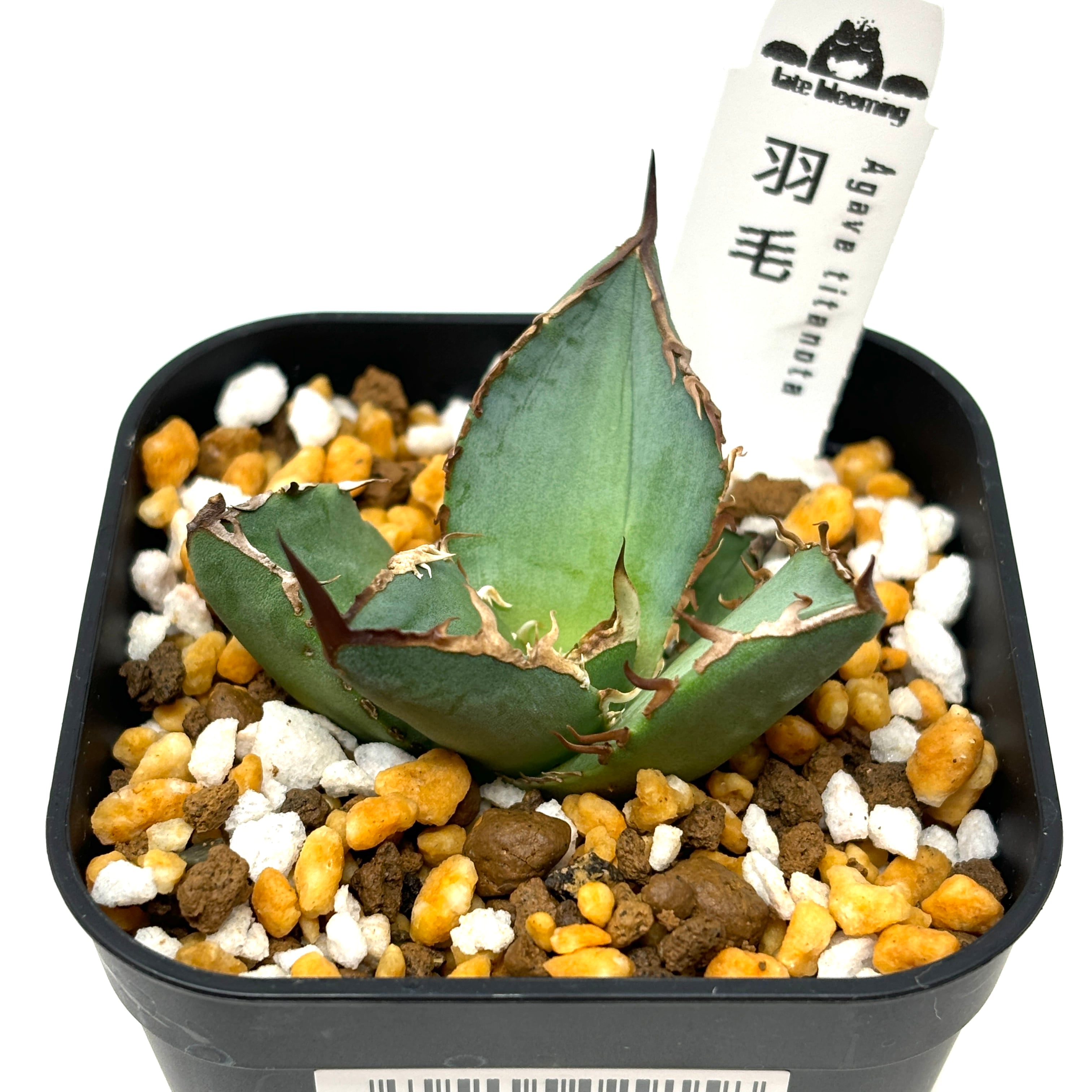 アガベ チタノタ 羽毛【702】