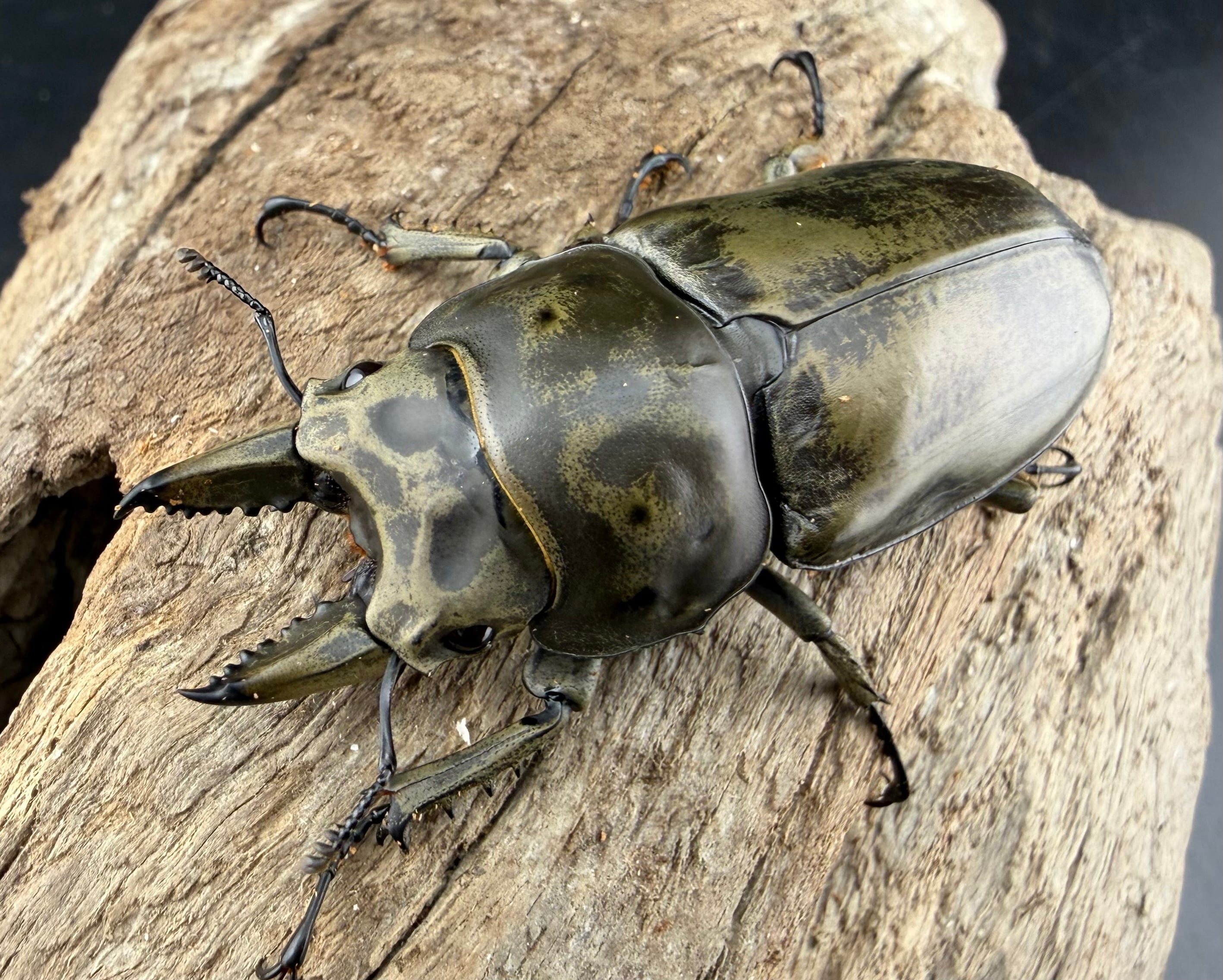 オウゴンオニクワガタの仲間 | KPW公式オンラインショップ