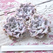 カット苗 クリスペイトビューティ 【日本最安値?!】 Echeveria 'Crispate Beauty'