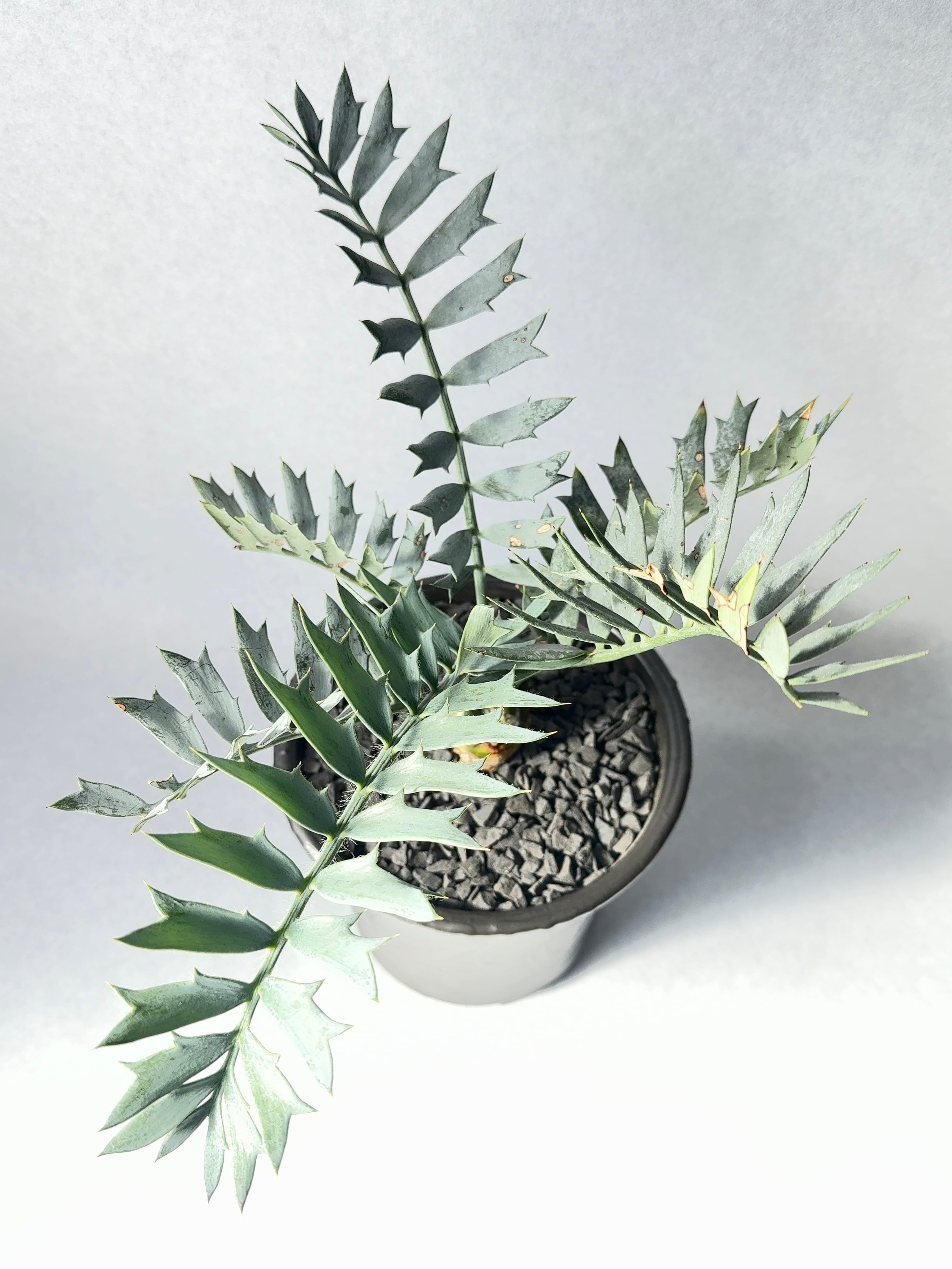 エンセファラルトス・ホリダスドワーフ | trigger