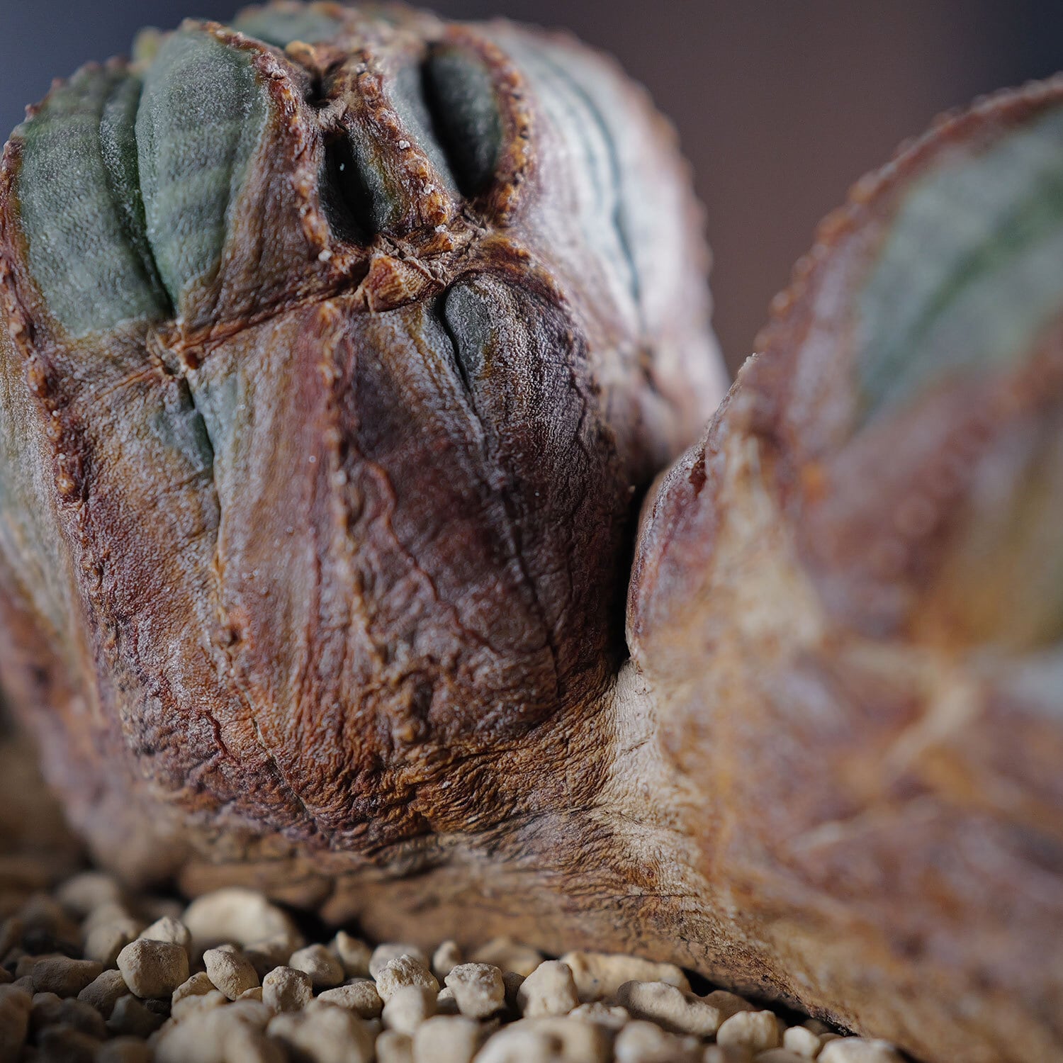 大株　オールド　オベサ　ヴィンテージ オールド】大株 ユーフォルビア・オベサ Euphorbia obesa - HANS 多肉
