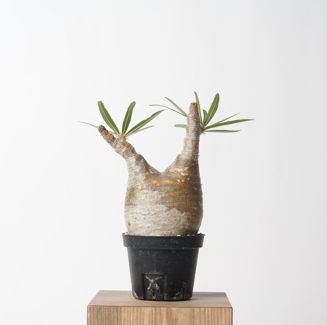 パキポディウム グラキリス no.19〈発根済み〉