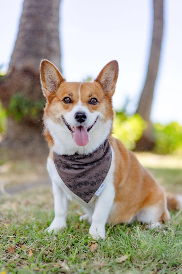 【PORTS+PAWS】Quick Dry Bandana KUKUI NUT LEI