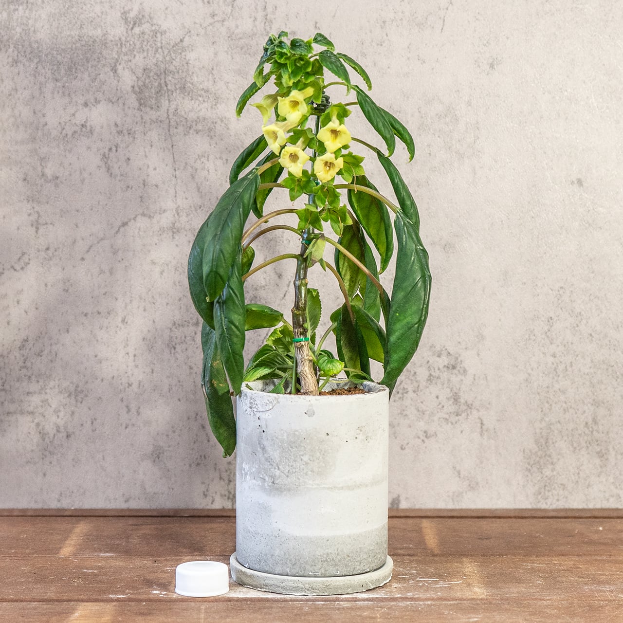 シンニンギア・リンドレー｜筒状の花が連なる可憐な姿×ツヤ葉が美しい観葉植物【手作りモルタル鉢仕立て／虫発生抑制】