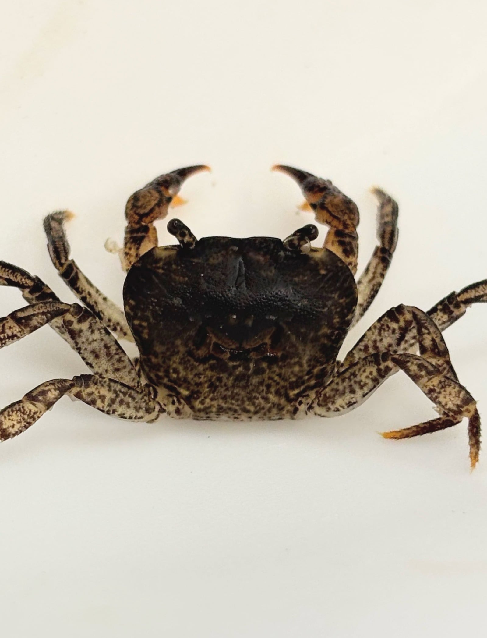 ミネイサワガニ 1匹 | まるころ商店〜まるくてころころした生き物を