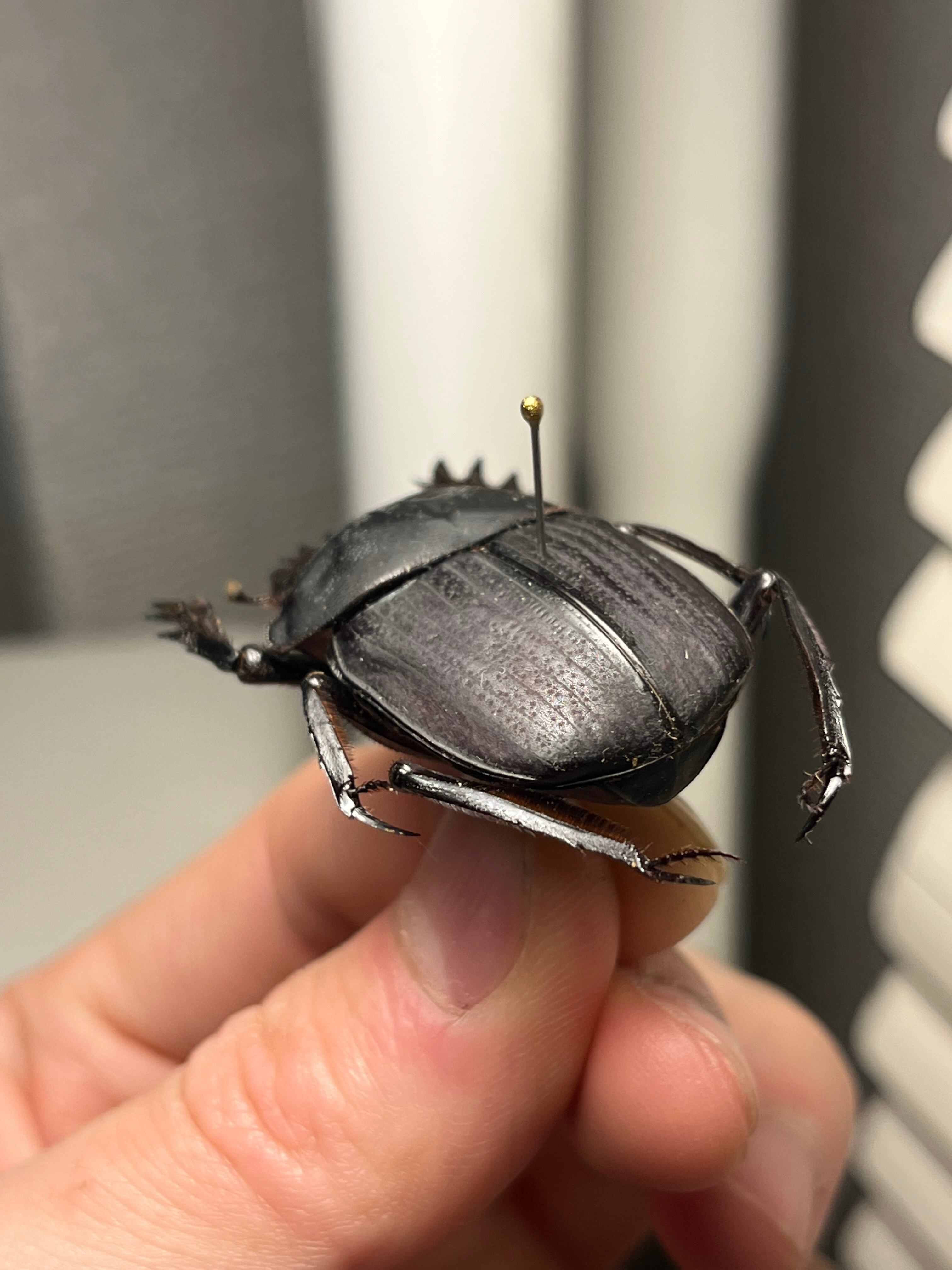 糞虫標本】タマオシコガネの一種 Pachysoma 糞虫フンコロガシ甲虫昆虫