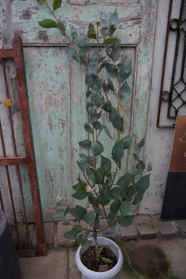 ハケア　ペティオラリス①