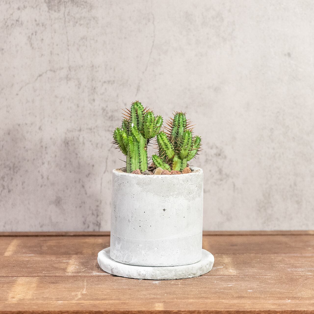 紅彩閣（ユーフォルビア・エノプラ）｜赤棘と柱状フォルムが魅力のスタイリッシュ多肉【手作りモルタル鉢】