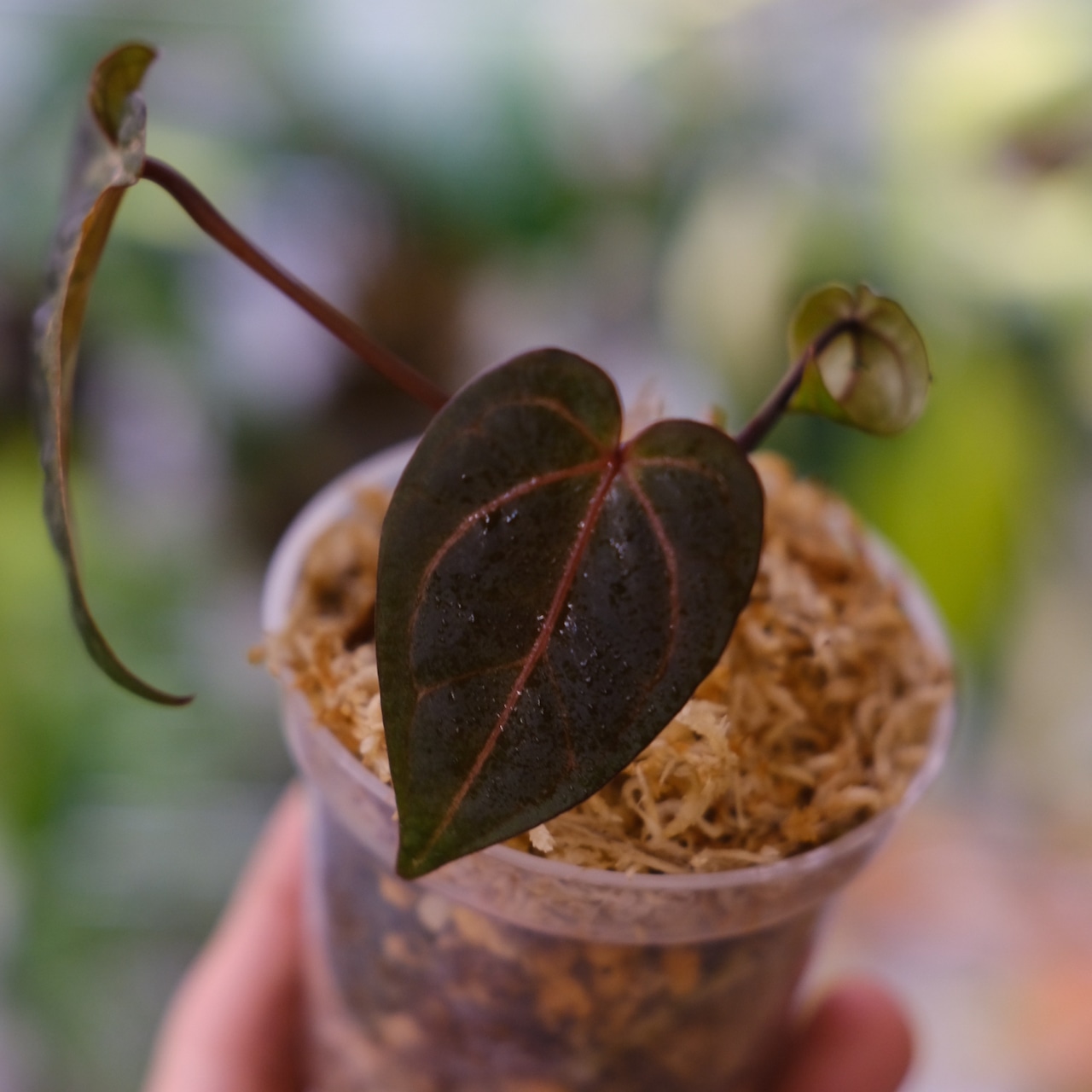 アンスリウム ドラヤキ × レッドクリスタリナム / Anthurium Dorayaki × Red Crystallinum④ / 観葉植物<育て方・花言葉>