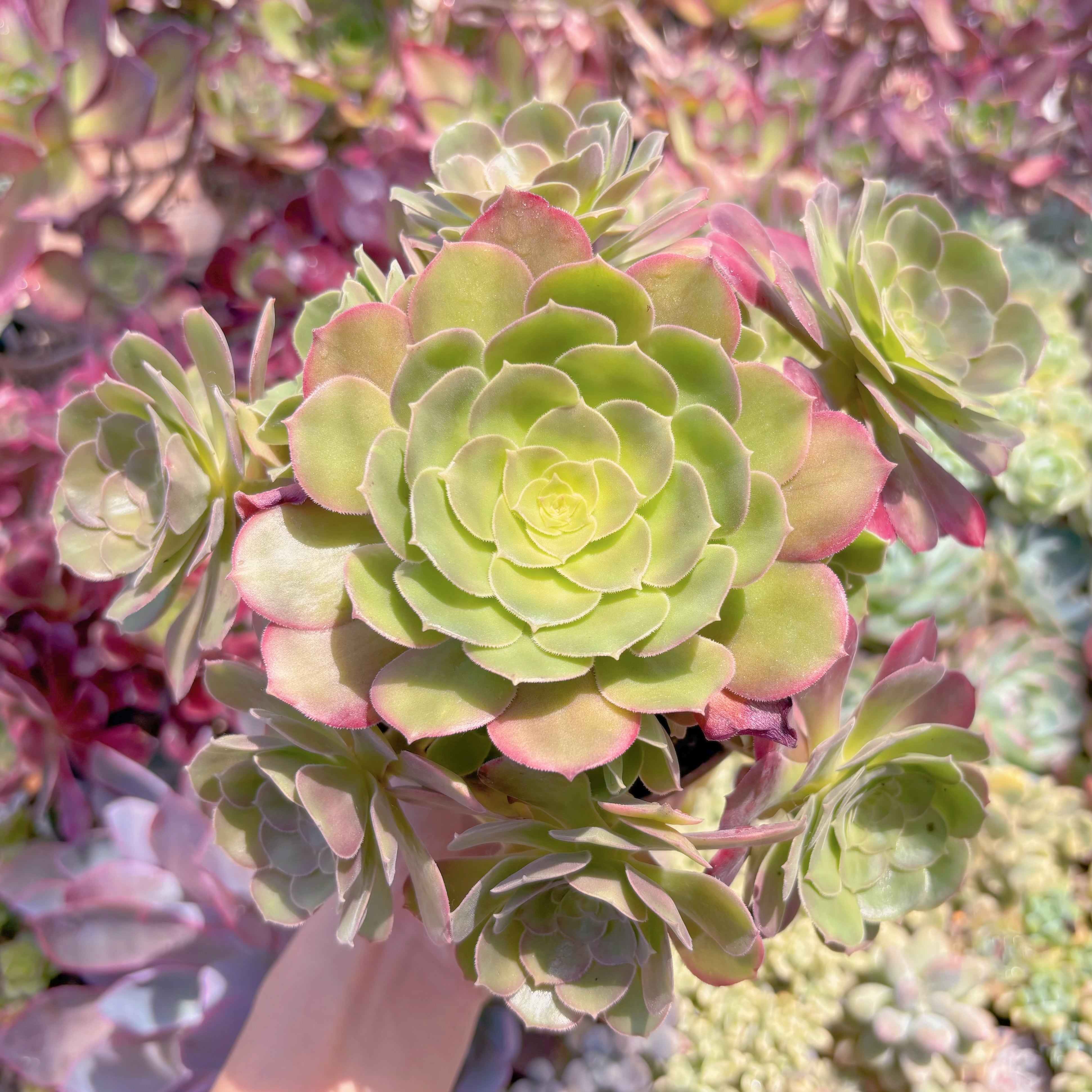 現品　ハロウィン#F219　特大群生　るる農園