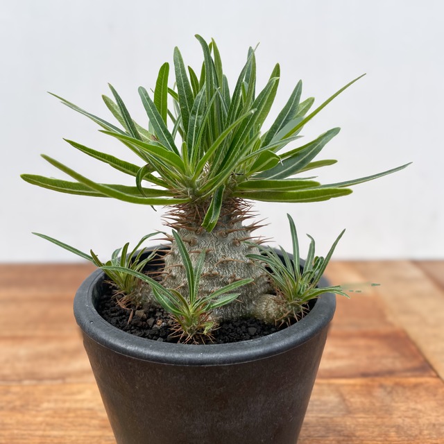 Pachypodium Gracilius【パキポディウム・グラキリス・実生】