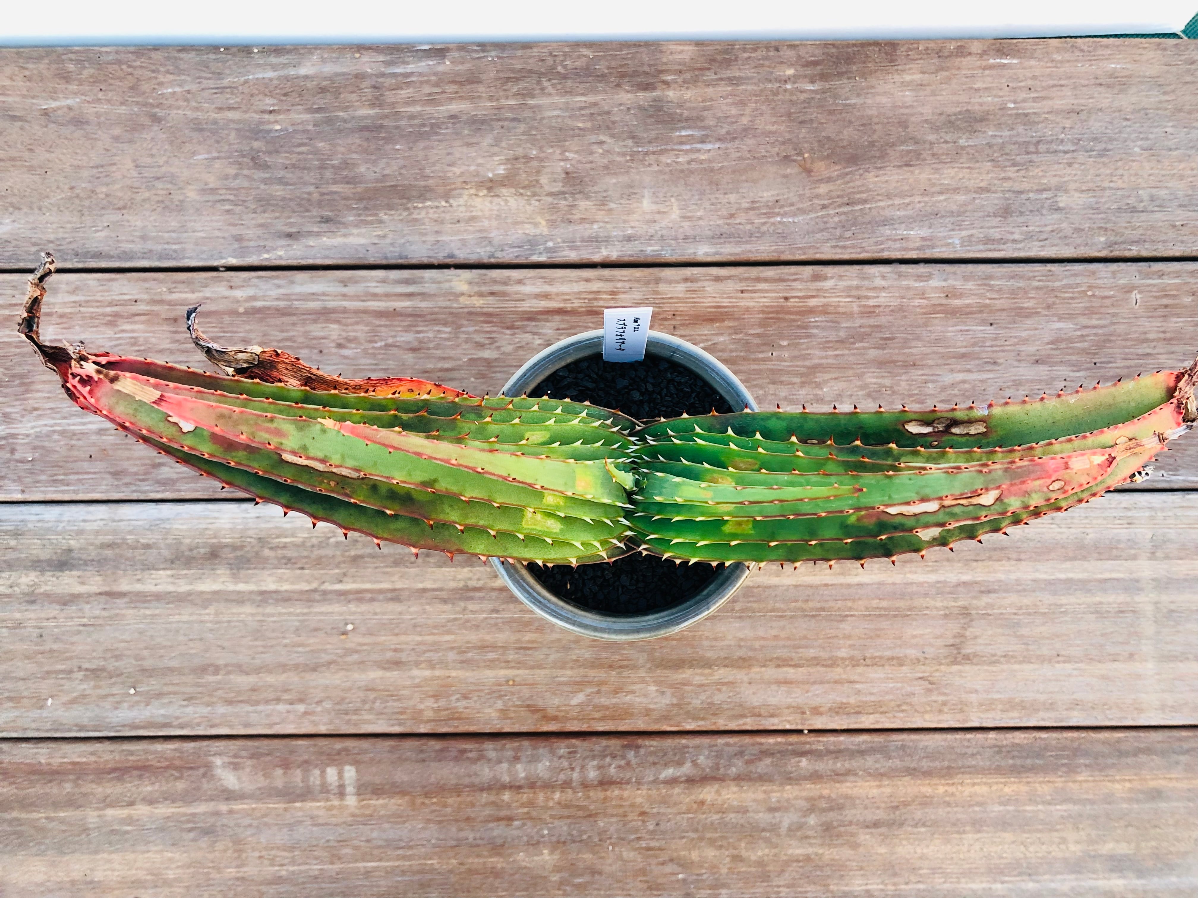 Aloe Suprafoliata アロエ スプラフォリアータ | plants MARU