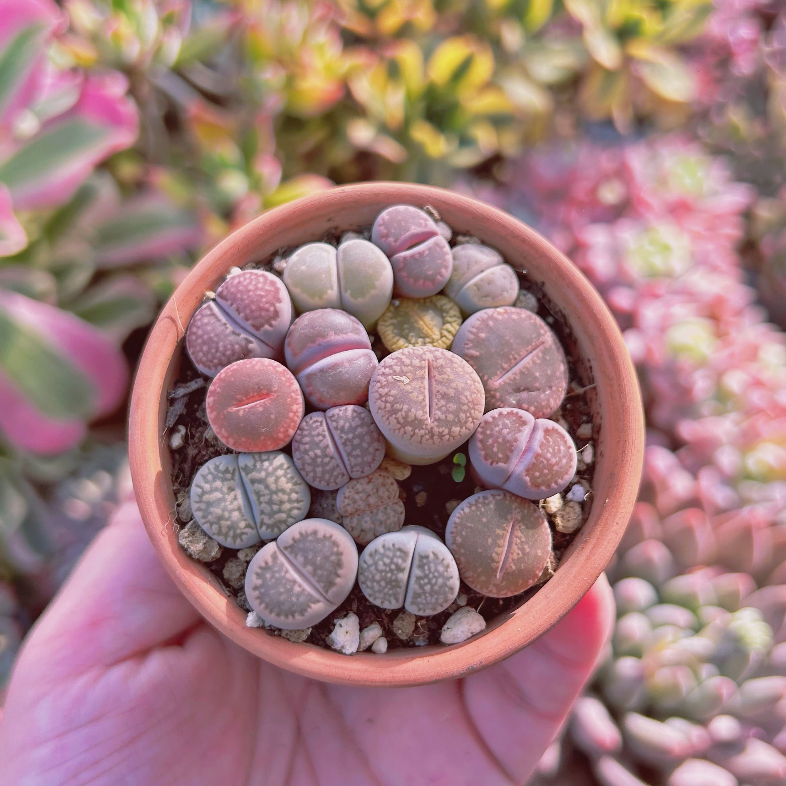 現物　多肉植物　メセン　抜き苗