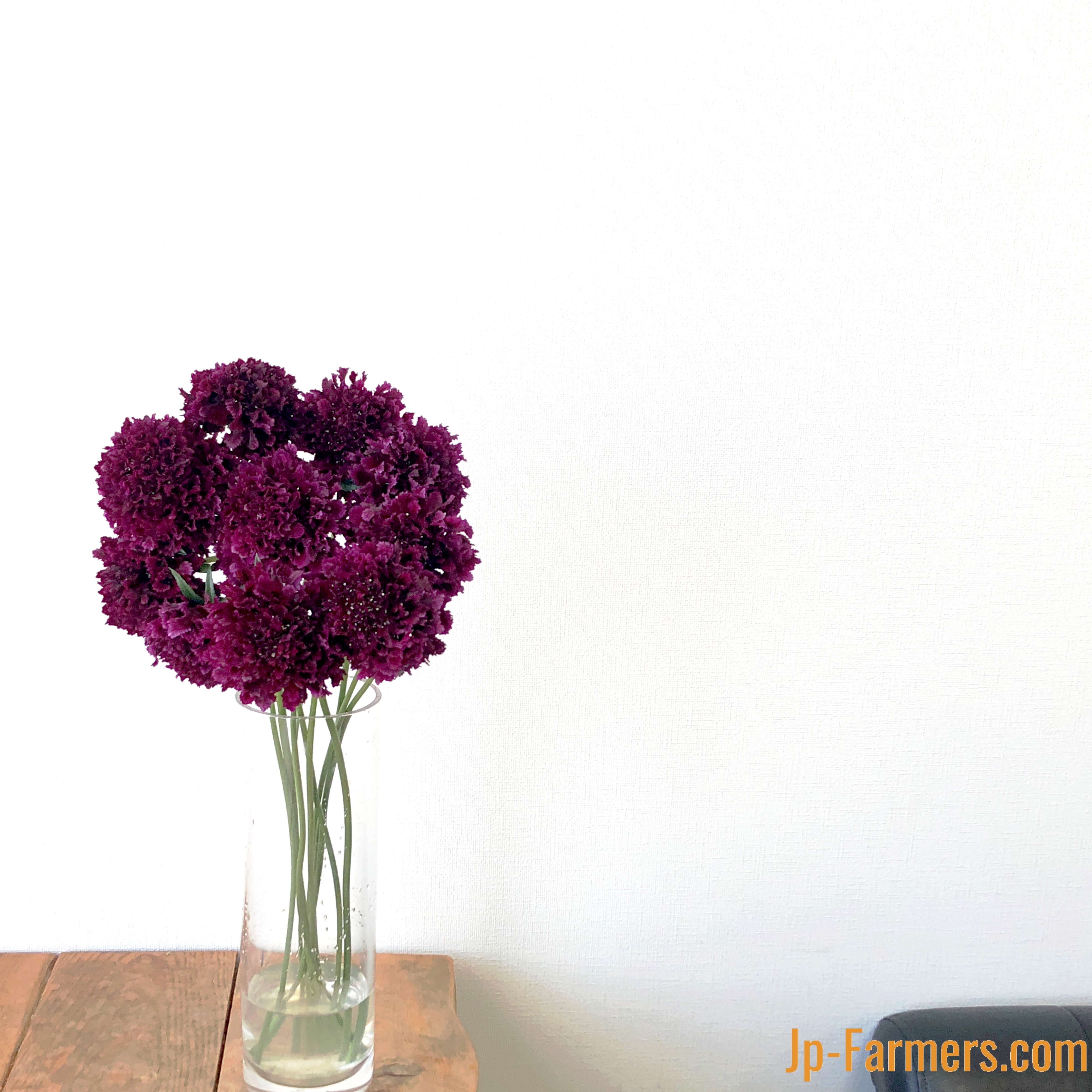 青木園芸のスカビオサ メルロー 本 Jp Farmers Com 青木園芸のスカビオサ メルロー 本 Jp Farmers Com