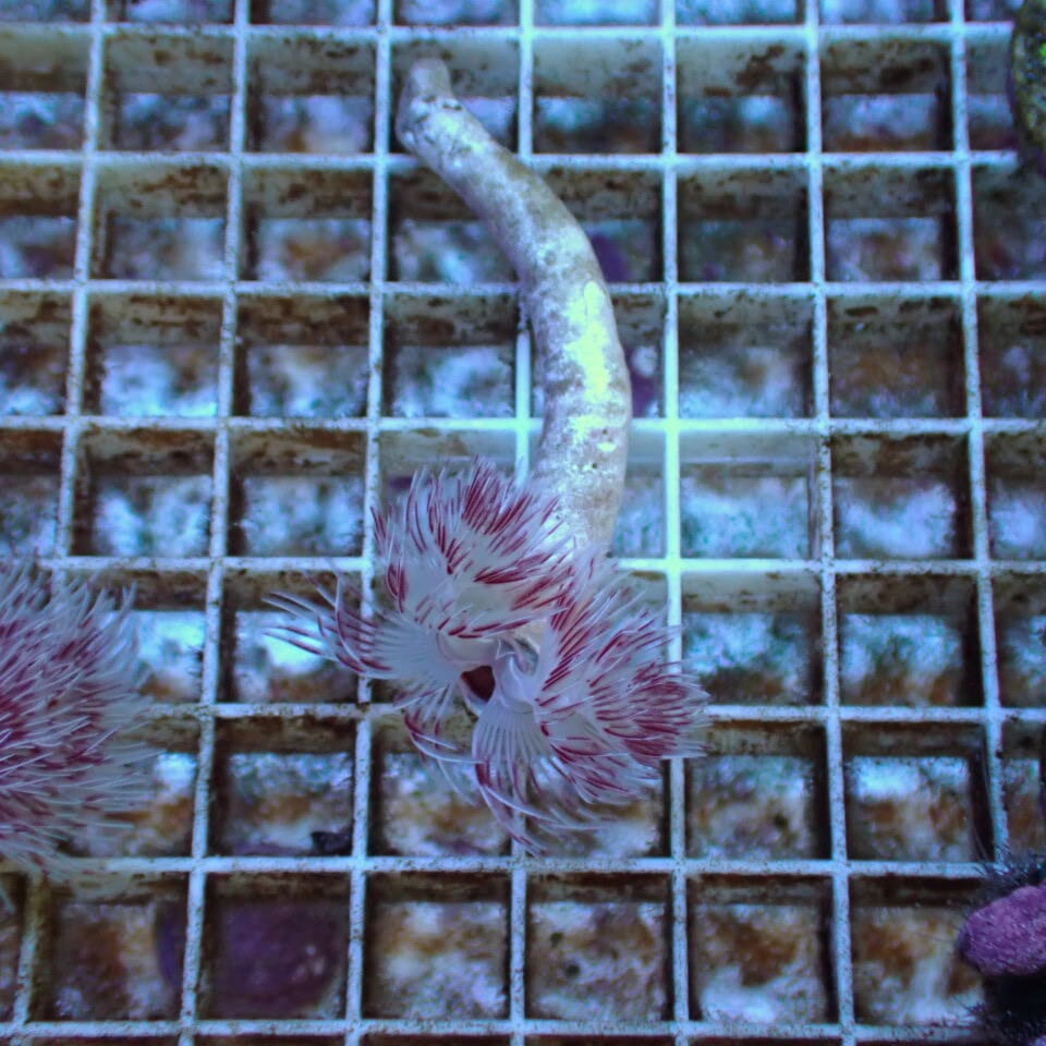 FISH | HOUSE REEF(ハウスリーフ)サンゴ・海水魚・海藻・通販・大阪・関西