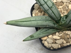 サンスベリア ボンセレンシス プラチナム