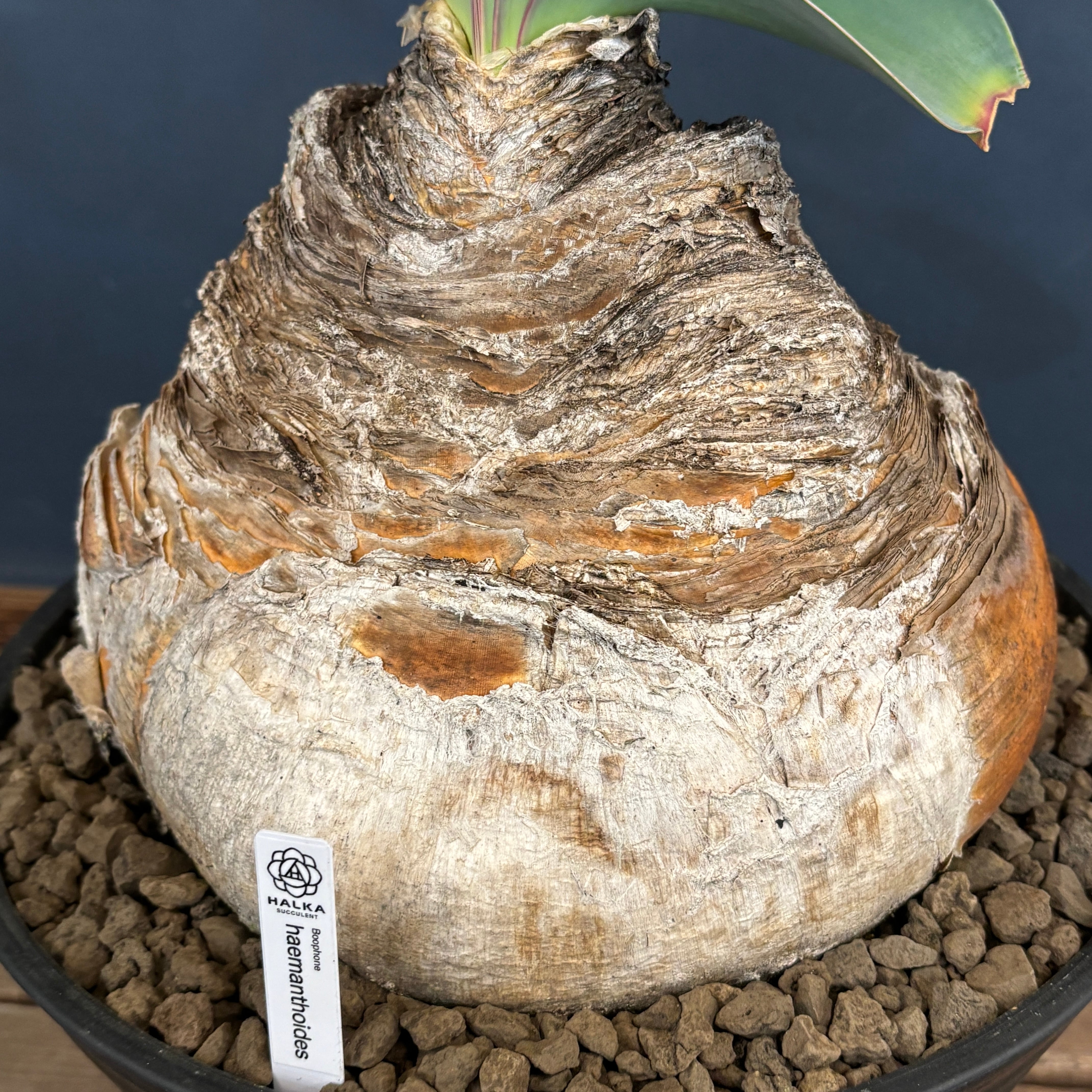 ブーファン ハエマンソイデス【771】 | PROTOLEAF プロトリーフ