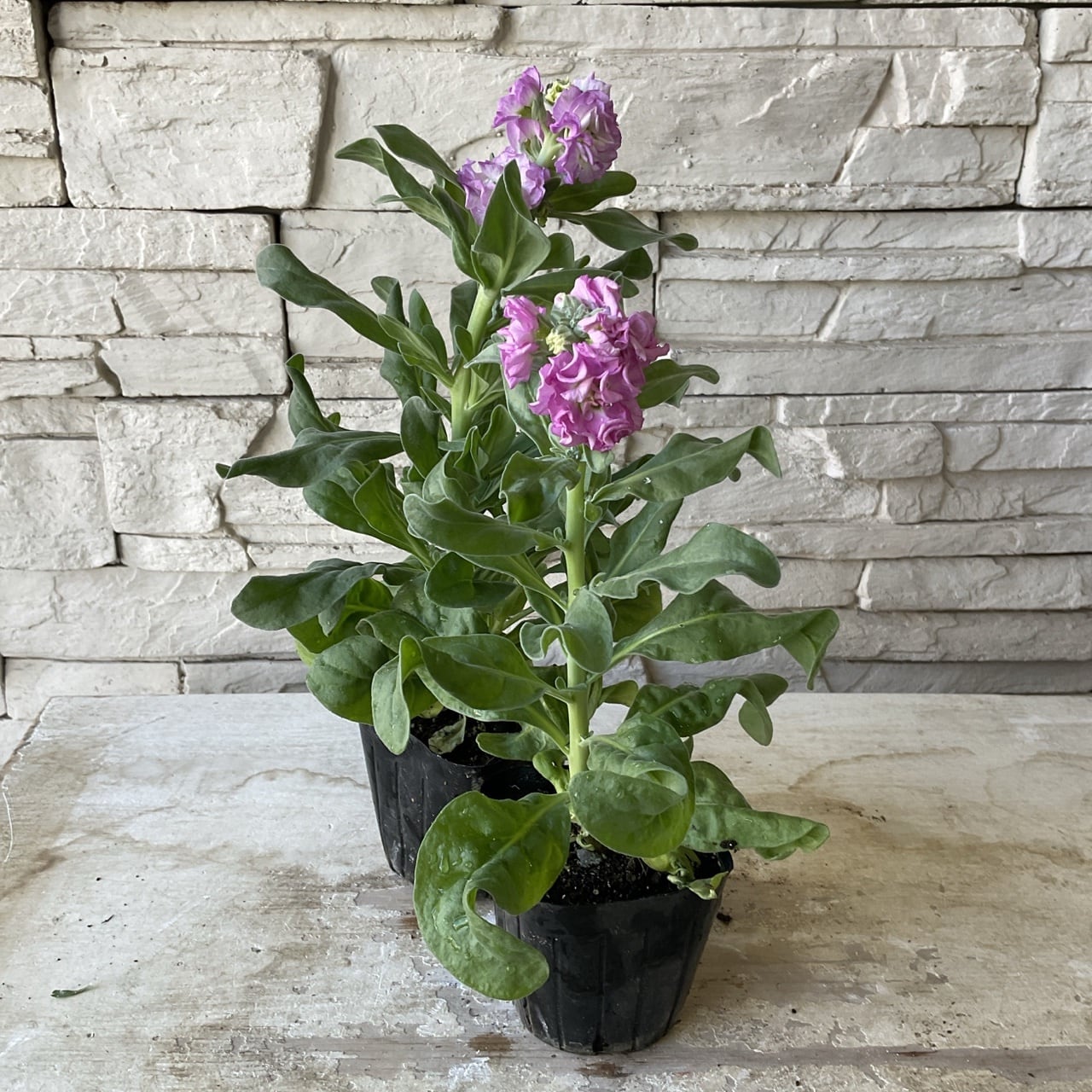 八重咲きストック 選べる ♪4色 3寸ポット | 橋本種苗園