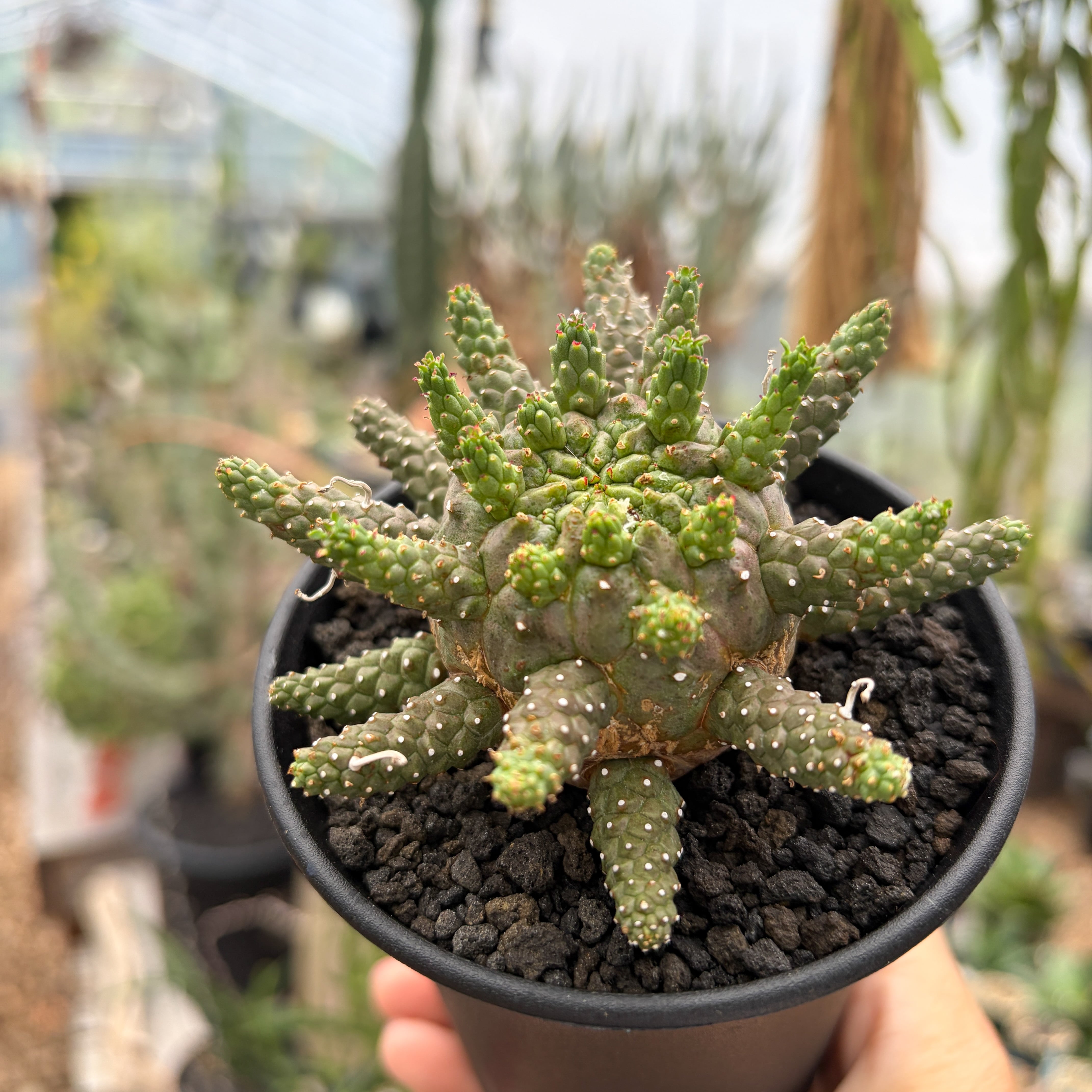 Euphorbia gamkensis 【ユーフォルビア・ガムケンシス】 | RIMO'S