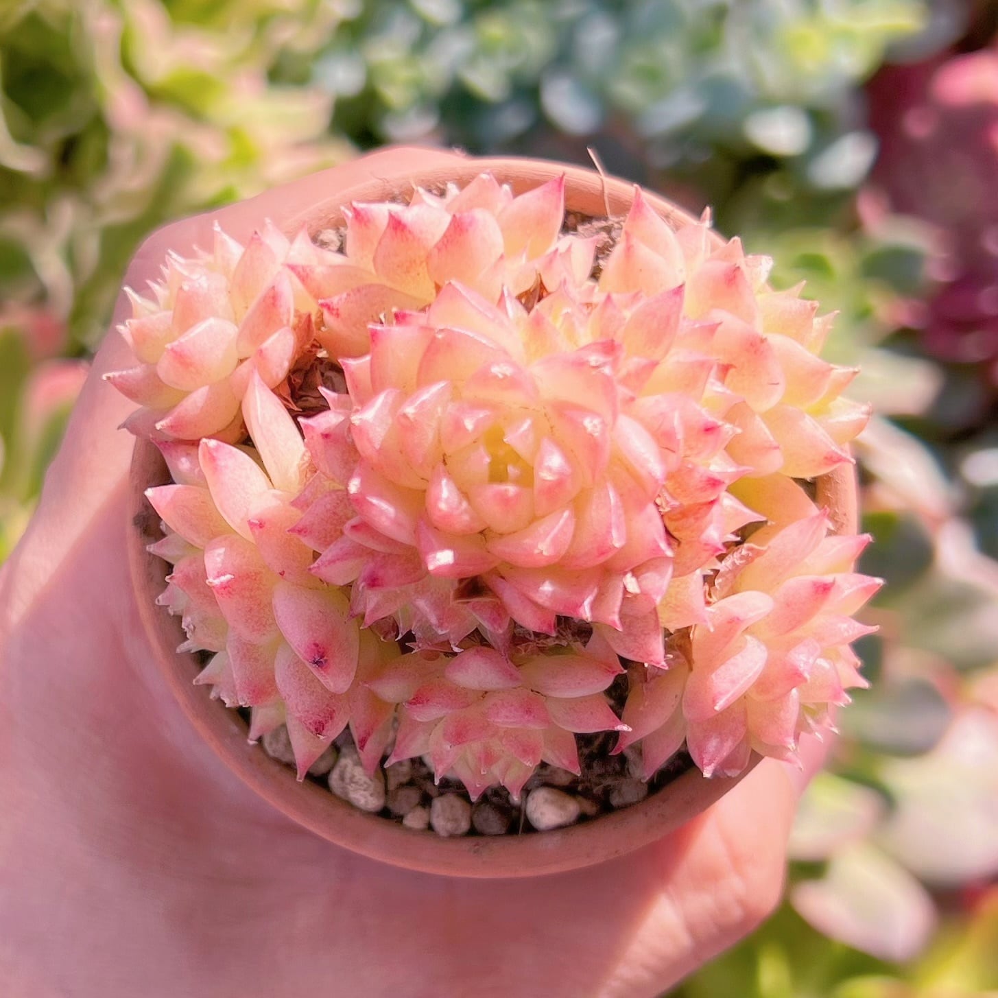 多肉植物　ミスティ　群生　るる農園