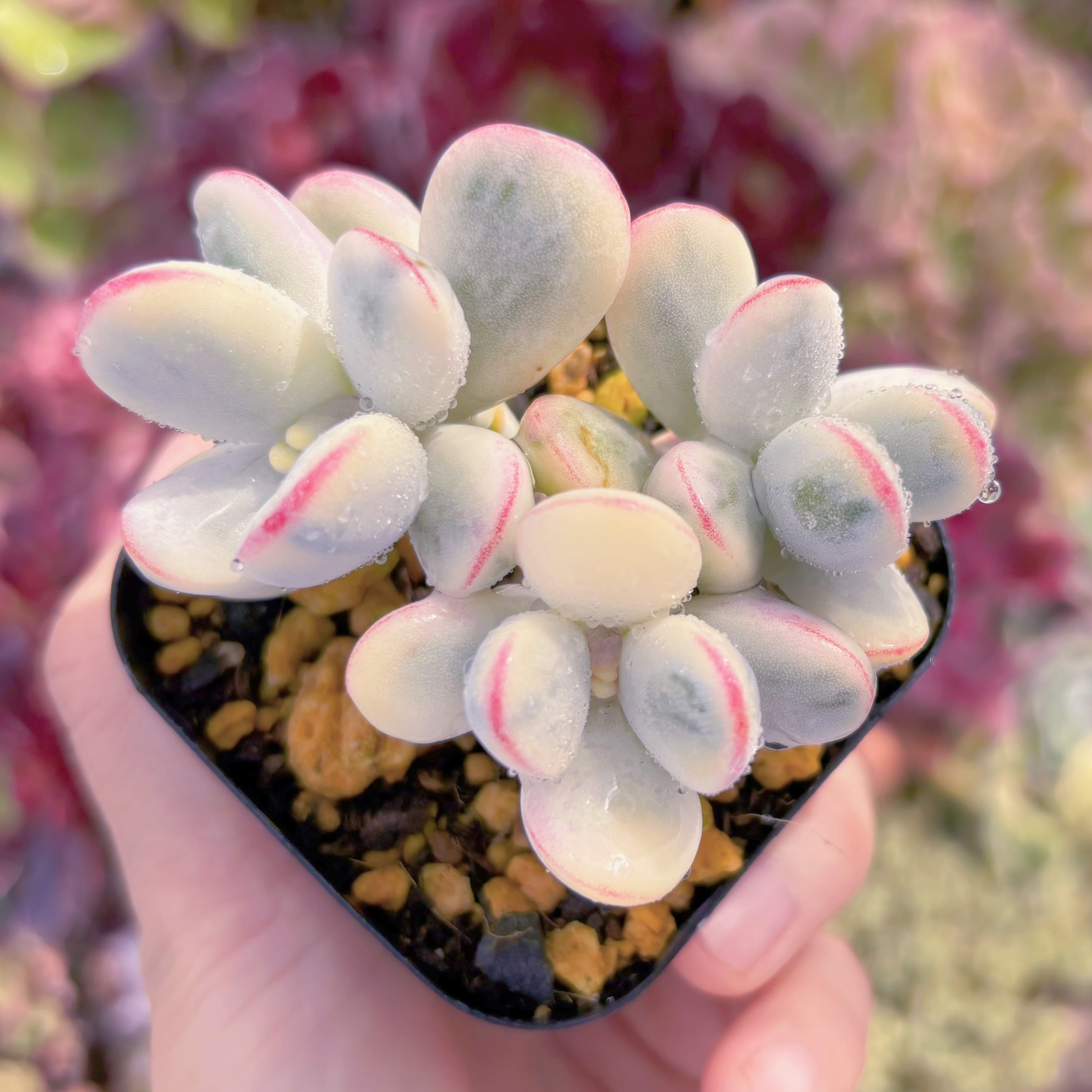 現品　達磨福娘錦#568　るる農園