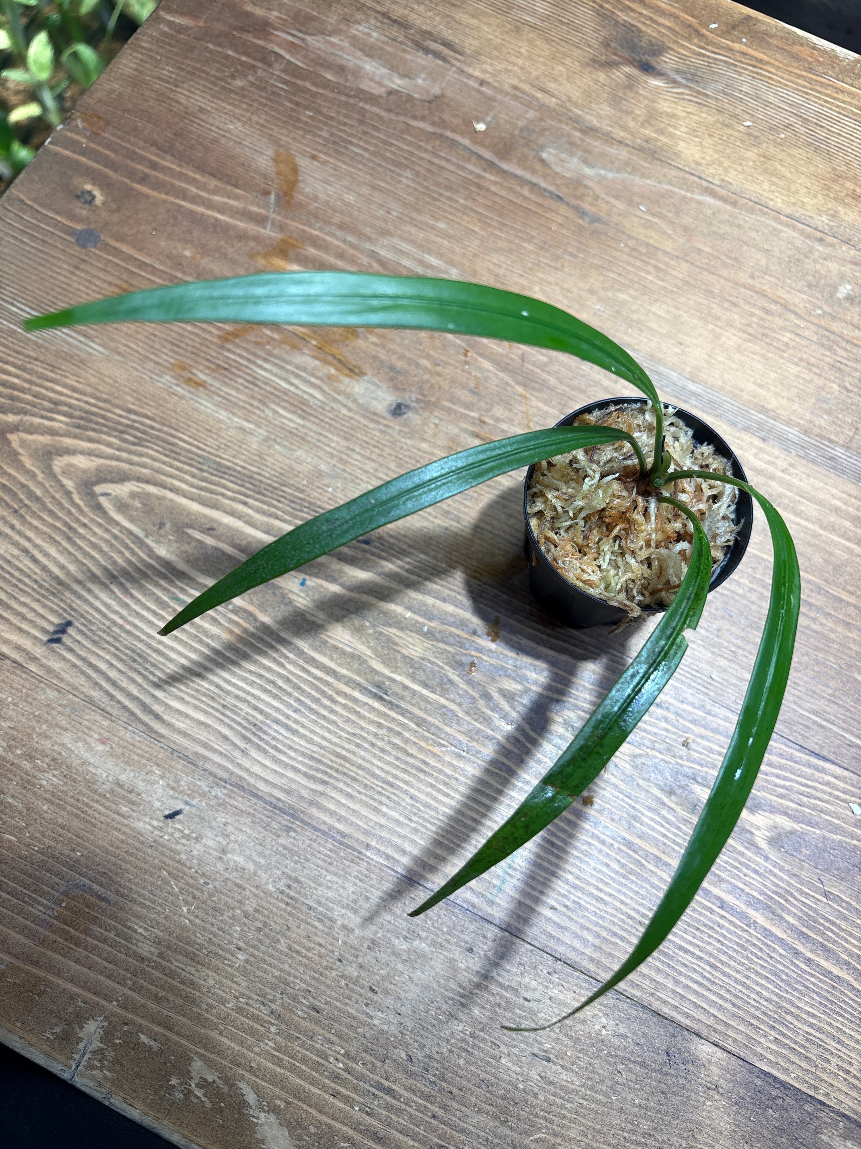 Homalomena hyb. 濡鳥×スラウェシナロー(神畑)【YR2301-f1】①