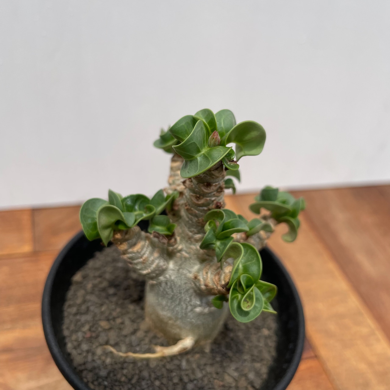 Adenium arabicum curly【アデニウム・獅子葉アラビカム】