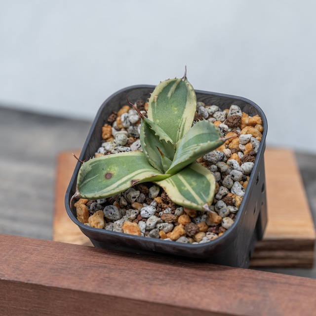 アガベ パリー トランカータ ライムストリーク No.2