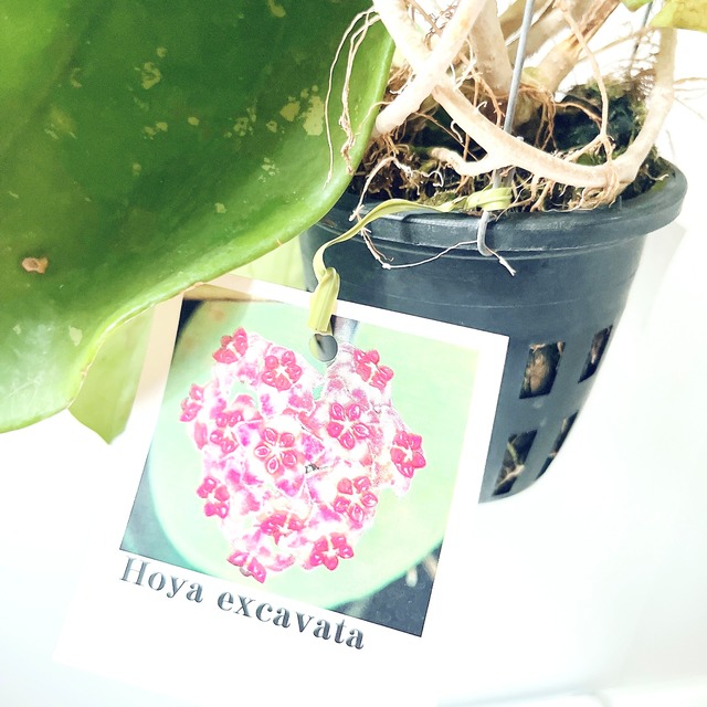 希少ホヤコレクション｜Hoya excavata（ホヤ・エクスカバータ）太陽園芸 × calm cafe