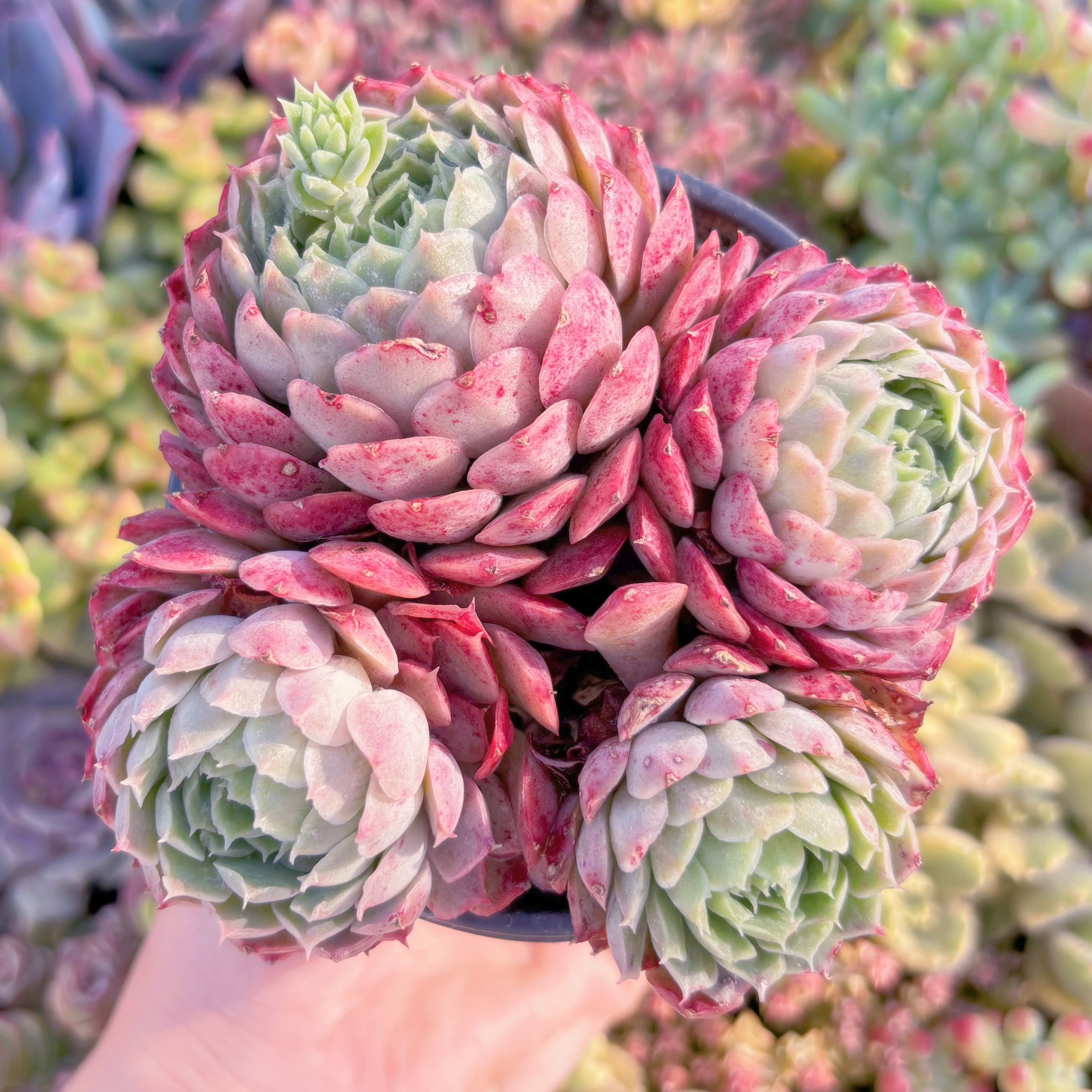 現品　朱砂痣#661　大群生　新入荷　るる農園