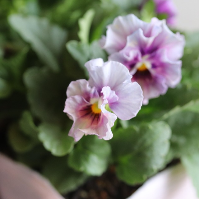 パンジー・ぺルクレア（ブルー～ムラサキ系）冬から春にオススメのお花　よく咲く　シャビーシックにおすすめ