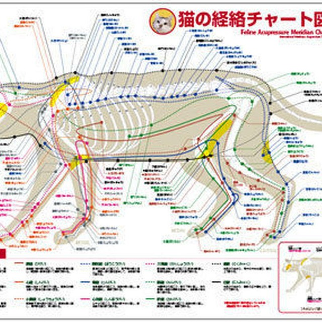 セット 犬と猫の経絡 ツボ チャート図ppポスター2枚 Starbit セット 犬と猫の経絡 ツボ チャート図ppポスター2枚 Starbit
