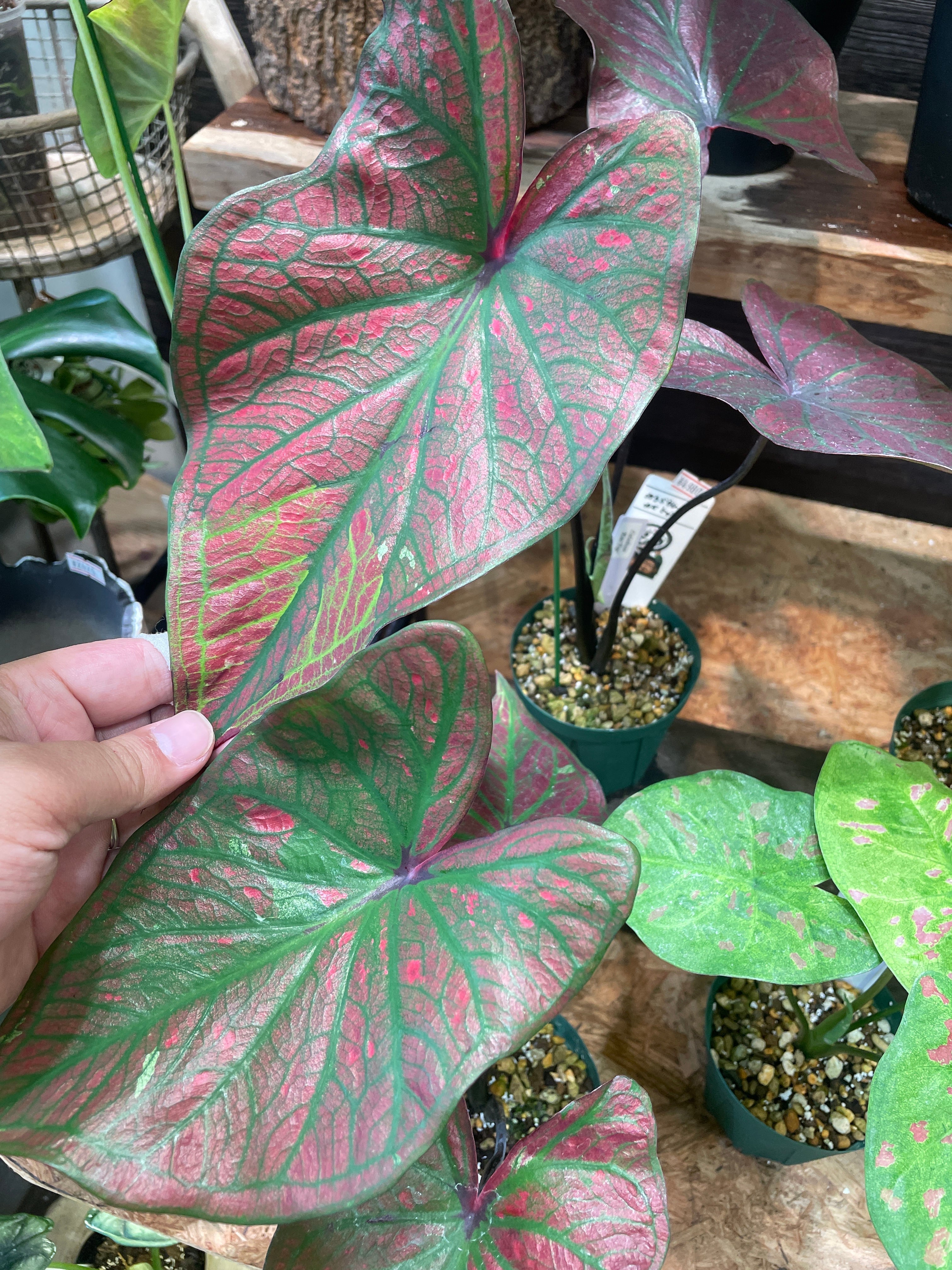 まりりんです P.bifurcatum old type 希少株 希少 caladium 'Kao Tup' | Gardenえん 【観葉熱帯植物・多肉植物】