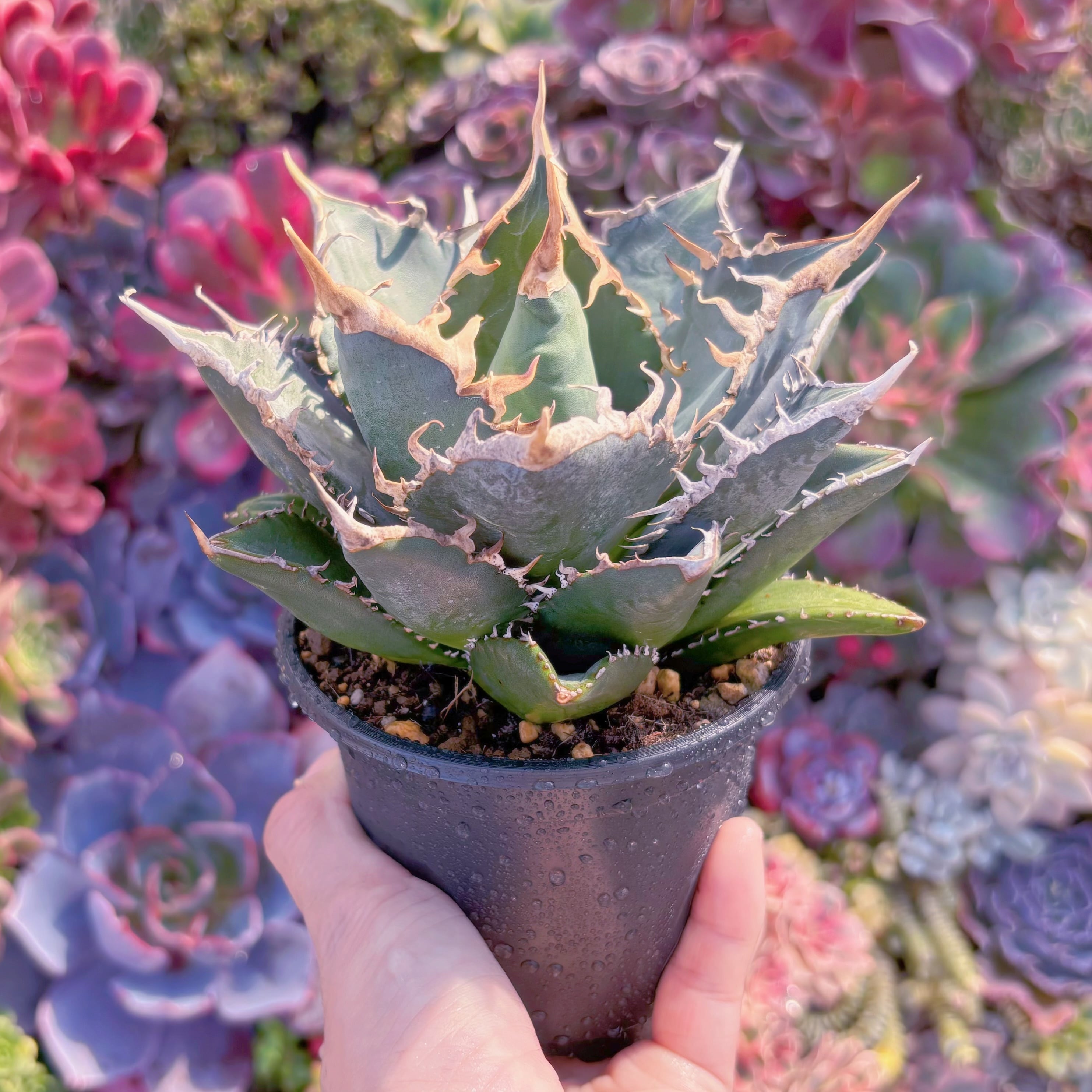 現品　アガベ　Agave titanota 'Sea Prince'#A043　新入荷　るる農園