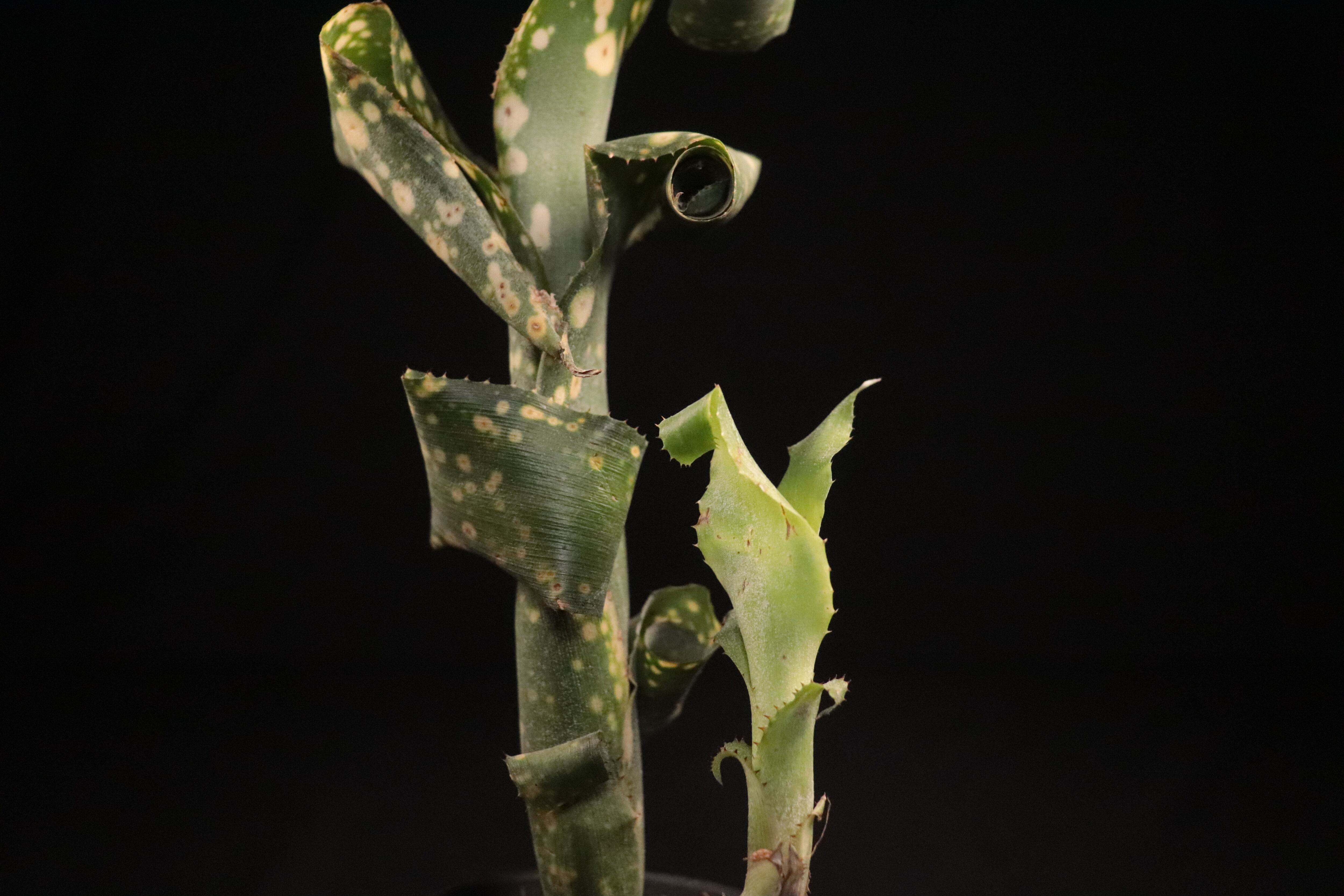 送料無料】Billbergia leptopoda〔ビルベルギア〕現品発送B0076