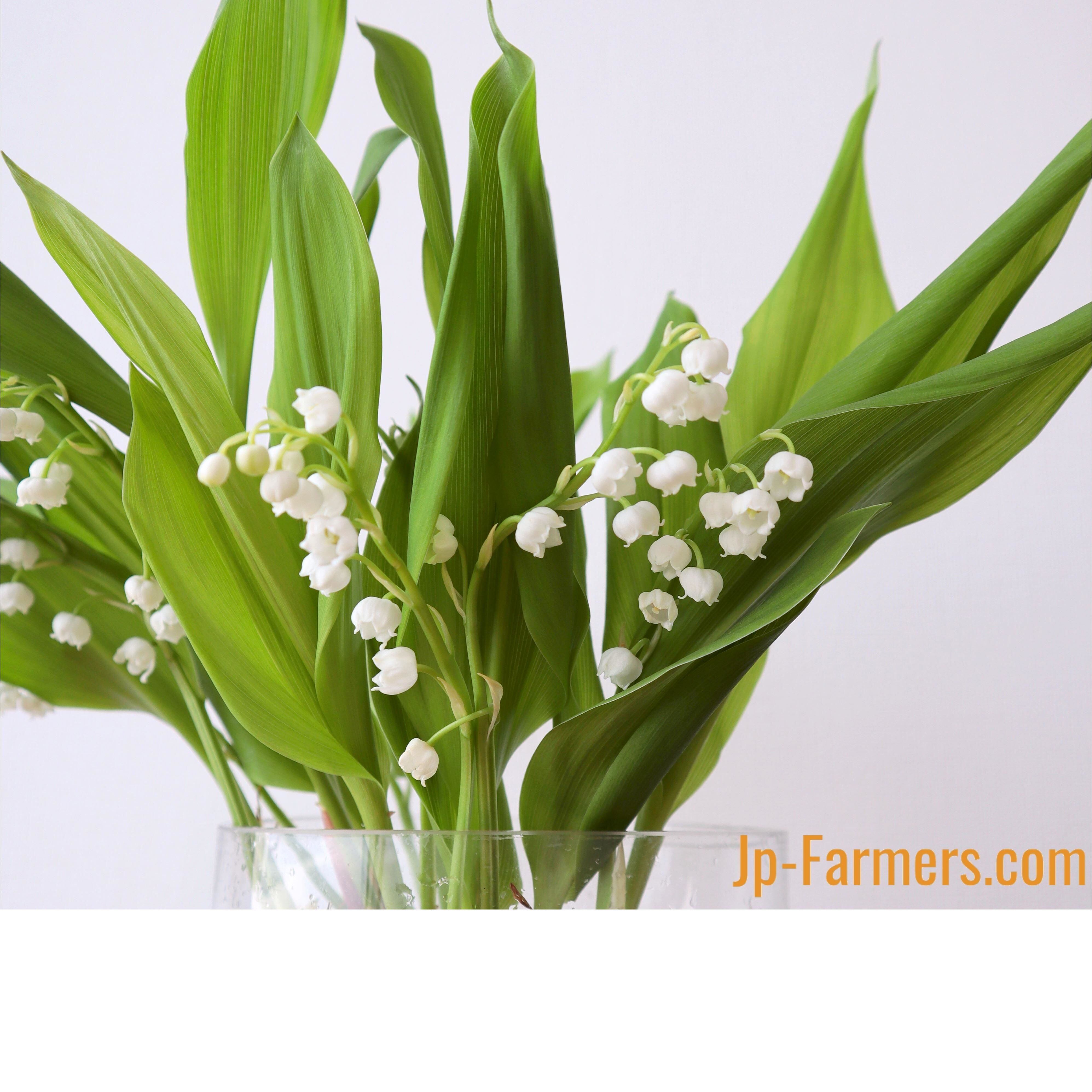 すずらんこ 5e4494a5220a31623659f3c5e853ac