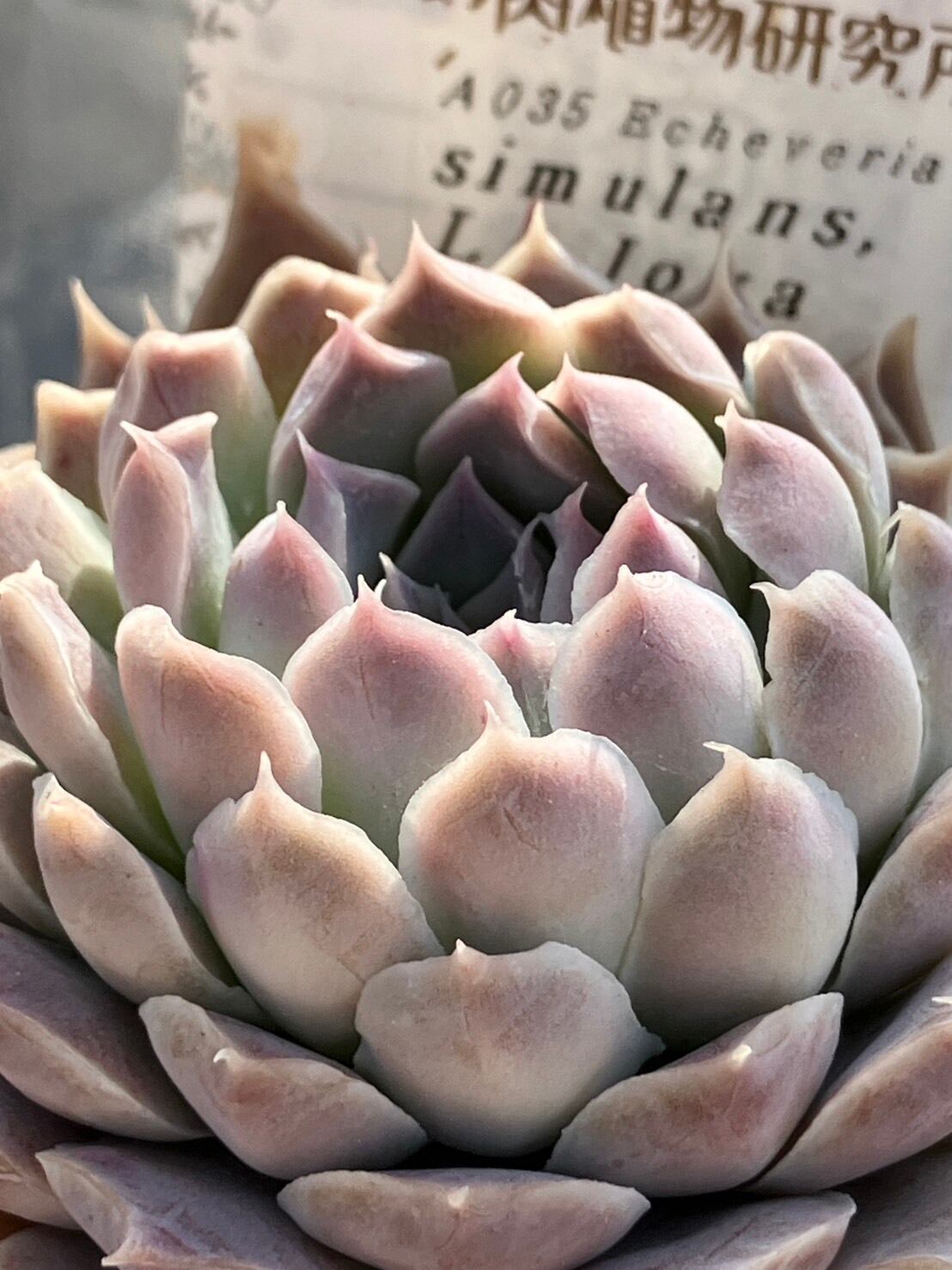 現物商品】二瓶リンゼアナ（カキ仔） | 多肉植物研究所